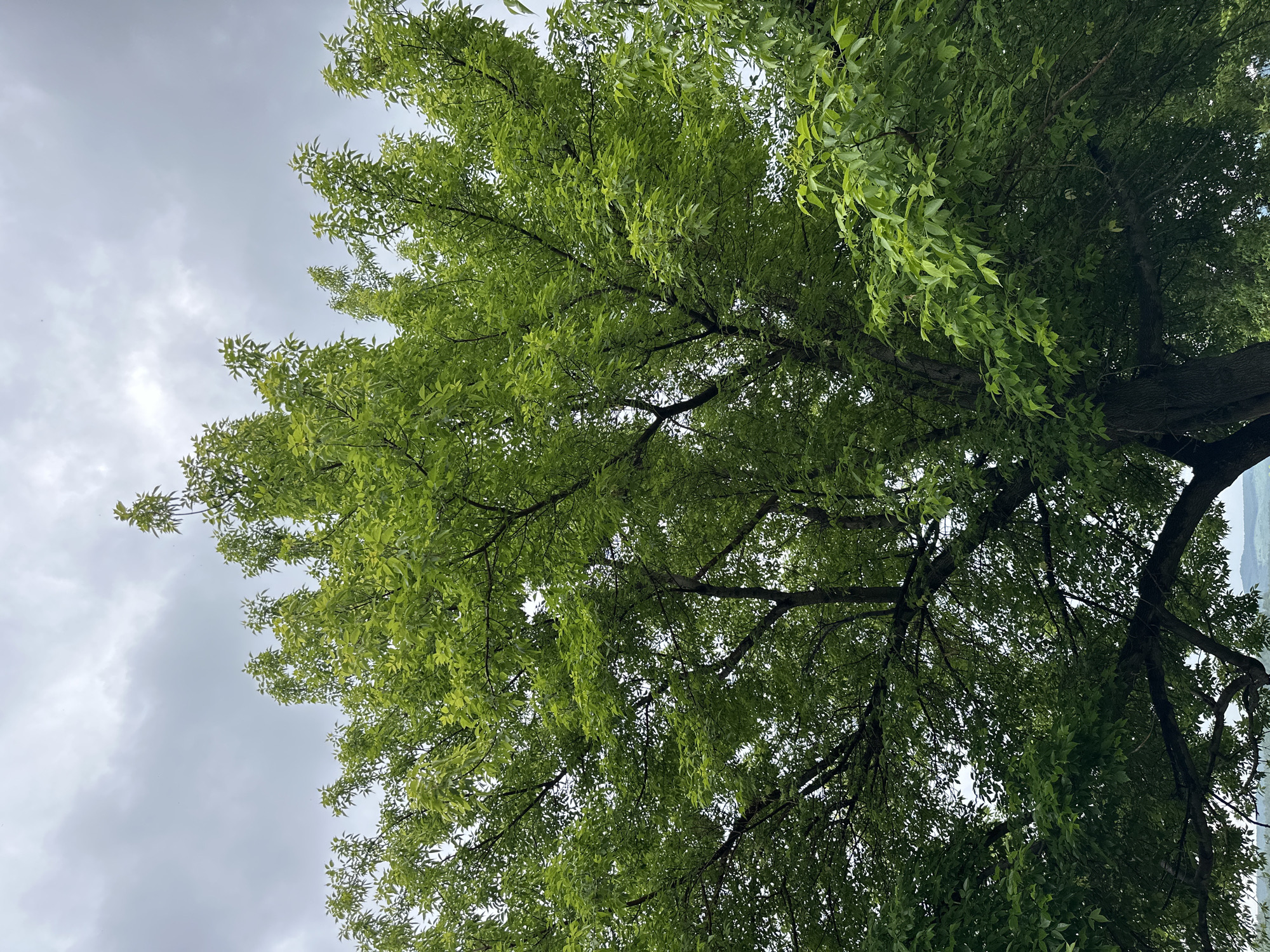 The image shows a close-up view of a large tree with vibrant green leaves against a cloudy sky. The tree's branches are dense and spread widely, obscuring much of the sky. The foliage is lush and healthy, indicating a temperate climate. The bottom portion of the image reveals a glimpse of a distant, hazy landscape with rolling hills, suggesting the tree is situated in an outdoor area, possibly a park or natural reserve. There are no people or animals visible in the frame. The scene is static and natural.