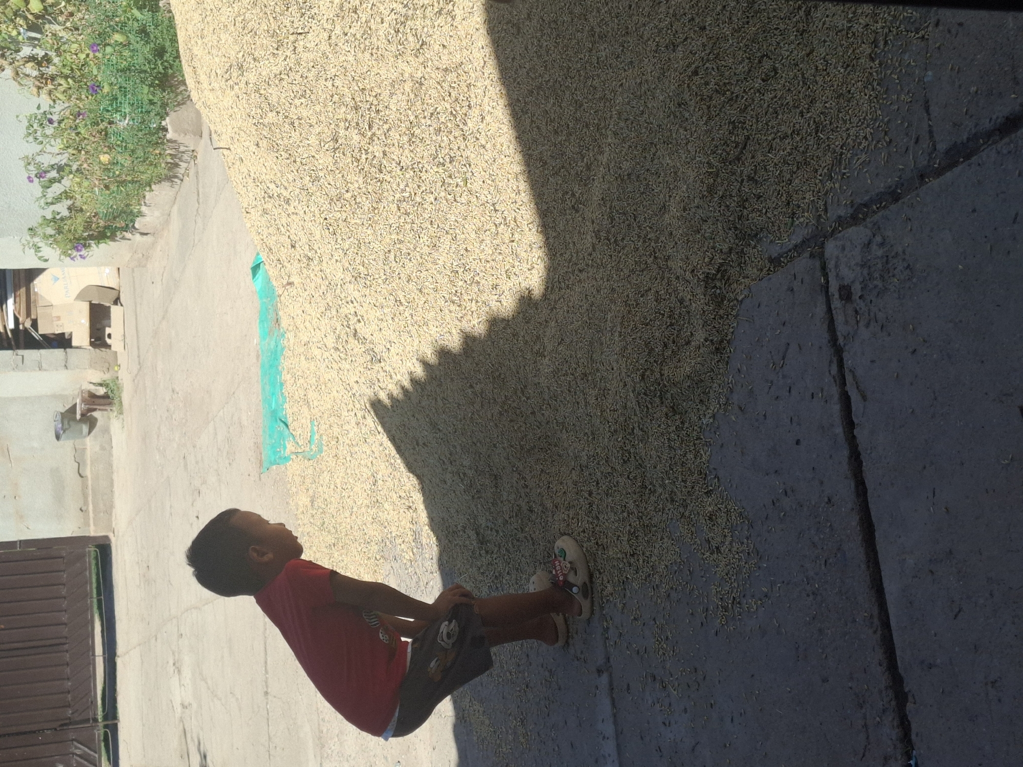 In the city of Jeti-Ögüz, Kyrgyzstan, a young boy, wearing a red t-shirt and shorts, stands on a concrete surface next to a large pile of grain. The boy is bent over, looking down at the grain. The grain appears to be spread out on a green tarp, with some of it spilling onto the ground. In the background, a brown gate is visible, along with a building and some greenery. A shadow is cast across the grain pile, indicating that it is a sunny day. The scene suggests a rural or agricultural setting, possibly a farm or market.