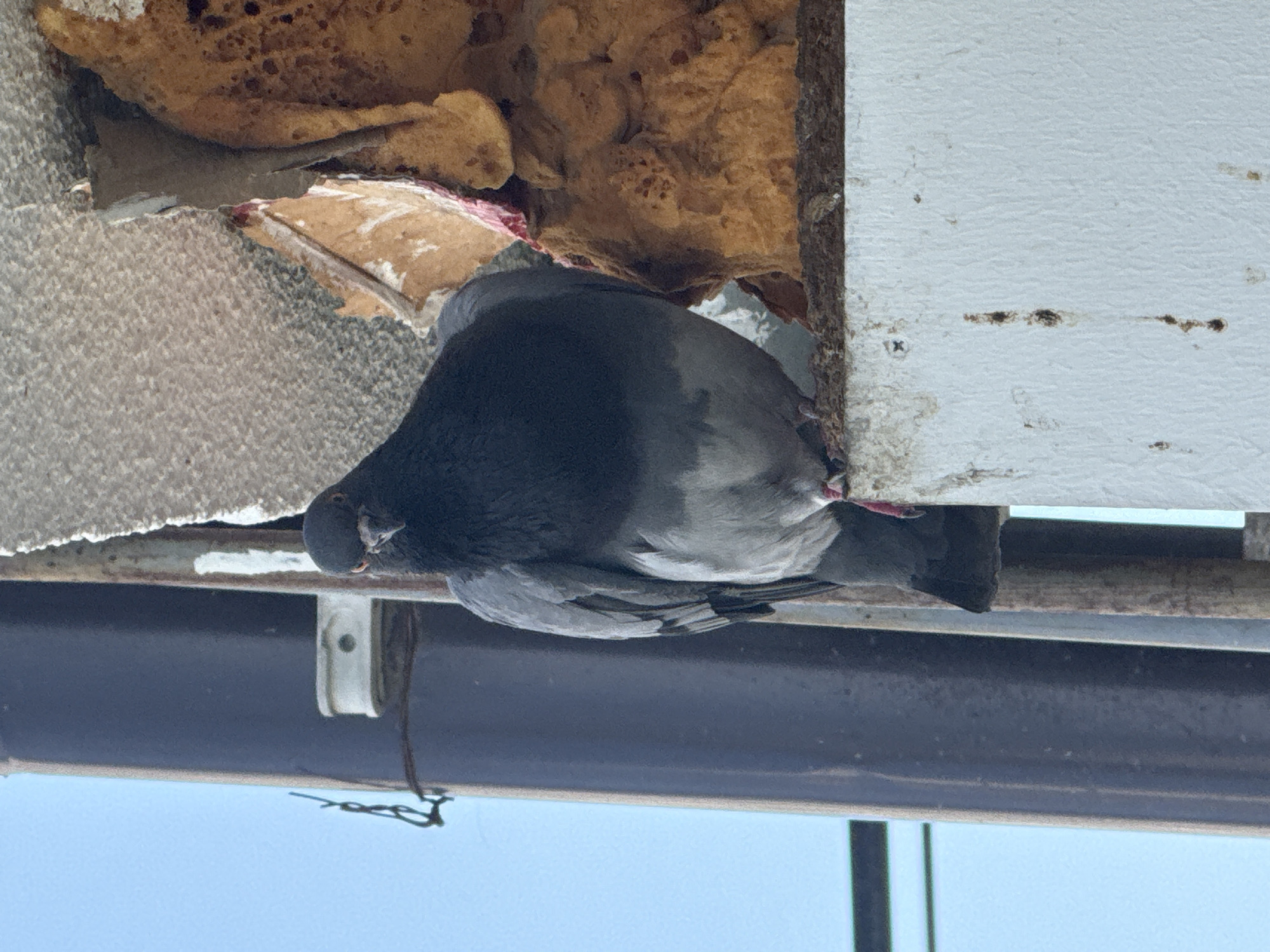 A pigeon is perched on a ledge in Tbilisi, Georgia. The pigeon is facing the camera and appears to be a common rock dove, with grey and black plumage. The background consists of a blue sky and various architectural elements, including a dark vertical pole, rusty metal supports, and a section of crumbling, textured insulation material. The ledge itself is white and shows signs of age and dirt. The overall scene suggests an urban environment, possibly on the side of a building or a structure.
