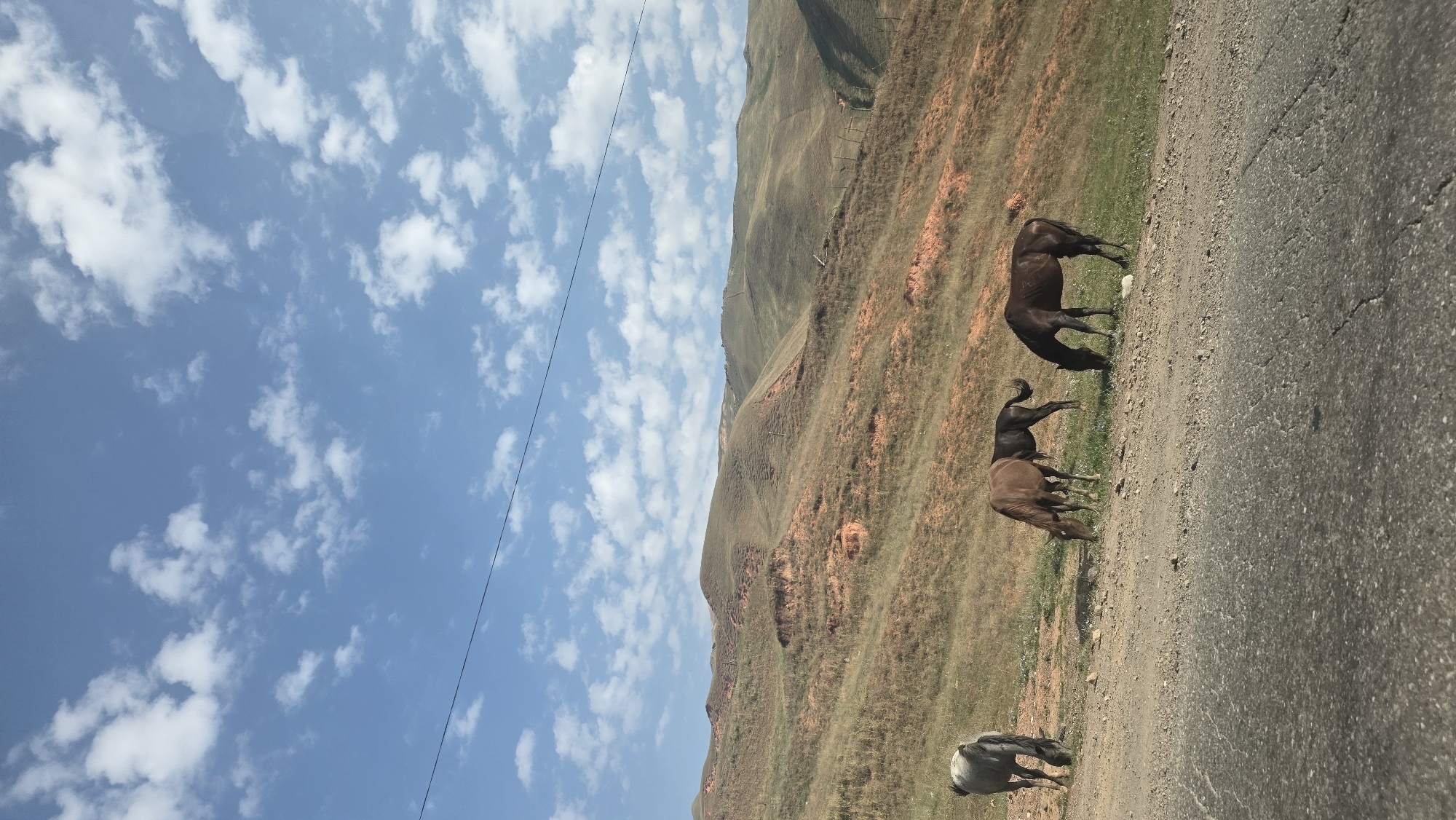 The image depicts a scenic landscape with rolling hills and a bright blue sky filled with scattered white clouds. In the foreground, a paved road or pathway is visible, with a dirt shoulder bordering a grassy slope. Four horses are present in the scene. One horse, light gray in color, stands on the dirt shoulder facing left, with its head down. Further up the slope, three other horses are grazing. Two of them are brown, and one is dark brown or black. The hills are covered in dry grass with patches of exposed red soil, suggesting a semi-arid environment. A thin black wire runs diagonally across the sky, possibly a power line or telephone wire. The overall impression is one of rural tranquility. The image was taken in the city of Taldyk, Kyrgyzstan.