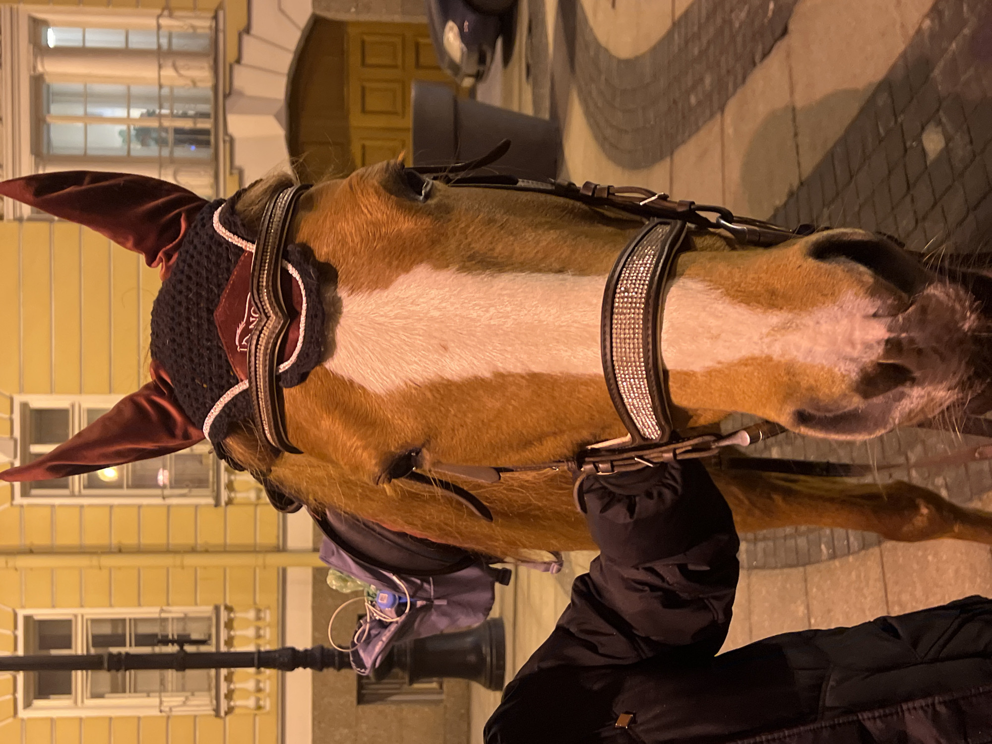 The image shows the head and neck of a brown and white horse, facing right. The horse has a decorative bridle and ear covering. A person in a dark jacket is standing next to the horse. The background includes a yellow building with windows and a doorway, and a paved street. The image was taken at night in Saint Petersburg, Russia.