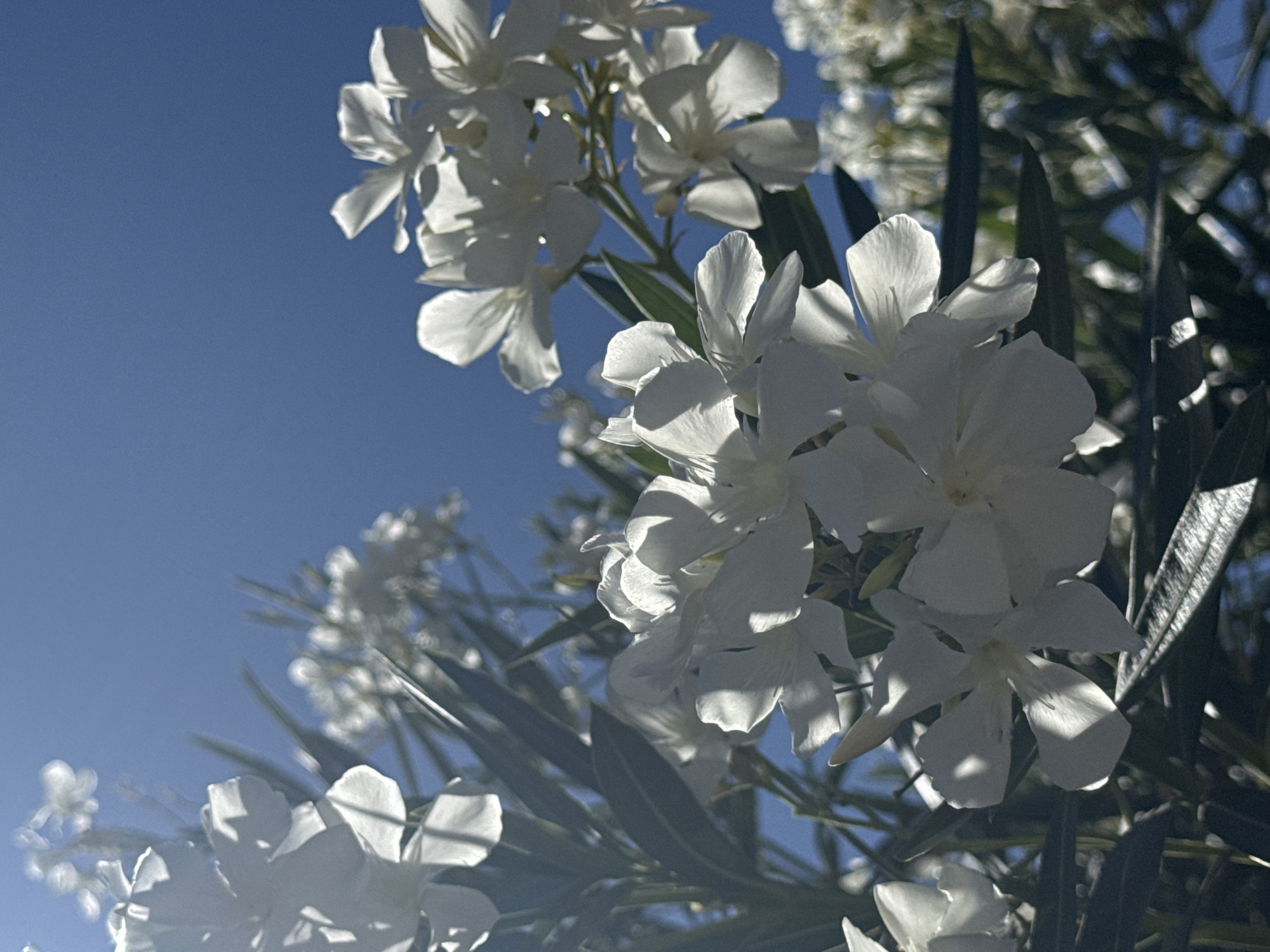 A close-up, low-angle shot focuses on a cluster of white oleander flowers against a bright blue sky. The sunlight illuminates the delicate petals, creating strong contrasts of light and shadow. Several blooms are in sharp focus in the foreground and midground, showcasing their five-petal structure. Dark green, lance-shaped leaves are interspersed among the flowers. In the background, more clusters of white flowers and foliage are visible, slightly out of focus. The overall impression is one of vibrant natural beauty under a clear sky. This scene is in Citrus Heights, California, United States of America.