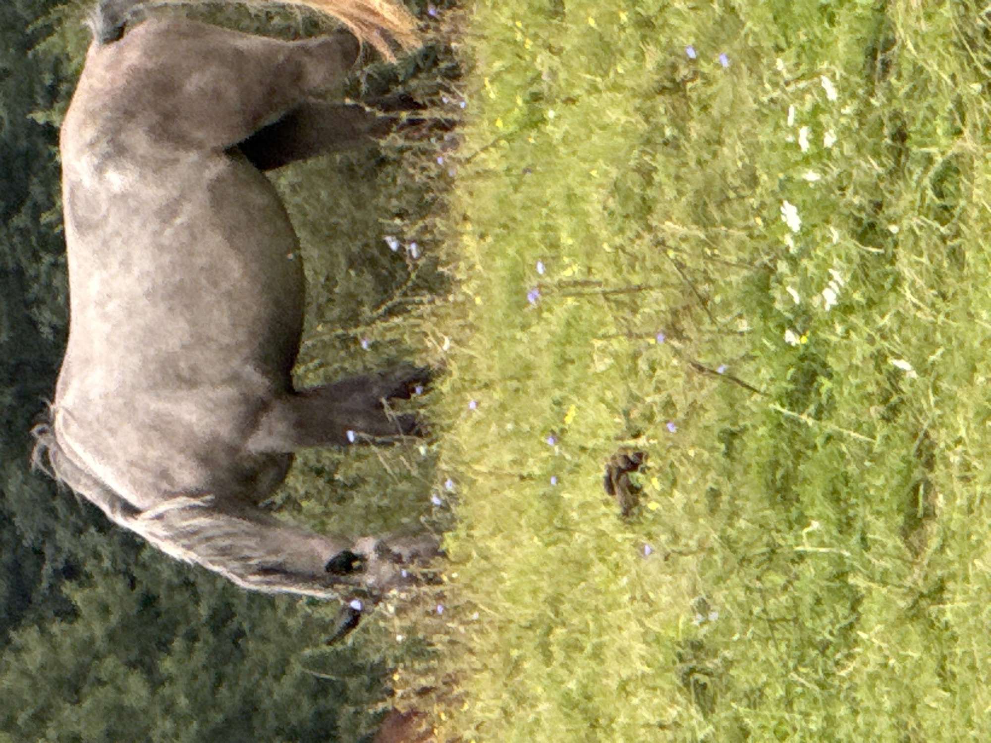A grey horse with a light mane grazes in a grassy field with scattered wildflowers. The horse is positioned in the center of the frame, with its head lowered as if eating. Behind the horse, a dense green forest provides a backdrop. The ground is covered in lush green grass, with small purple and yellow wildflowers interspersed throughout. In the lower foreground, a pile of horse droppings is visible. The scene is set in Putiniškės, Lithuania, suggesting a rural or natural environment.