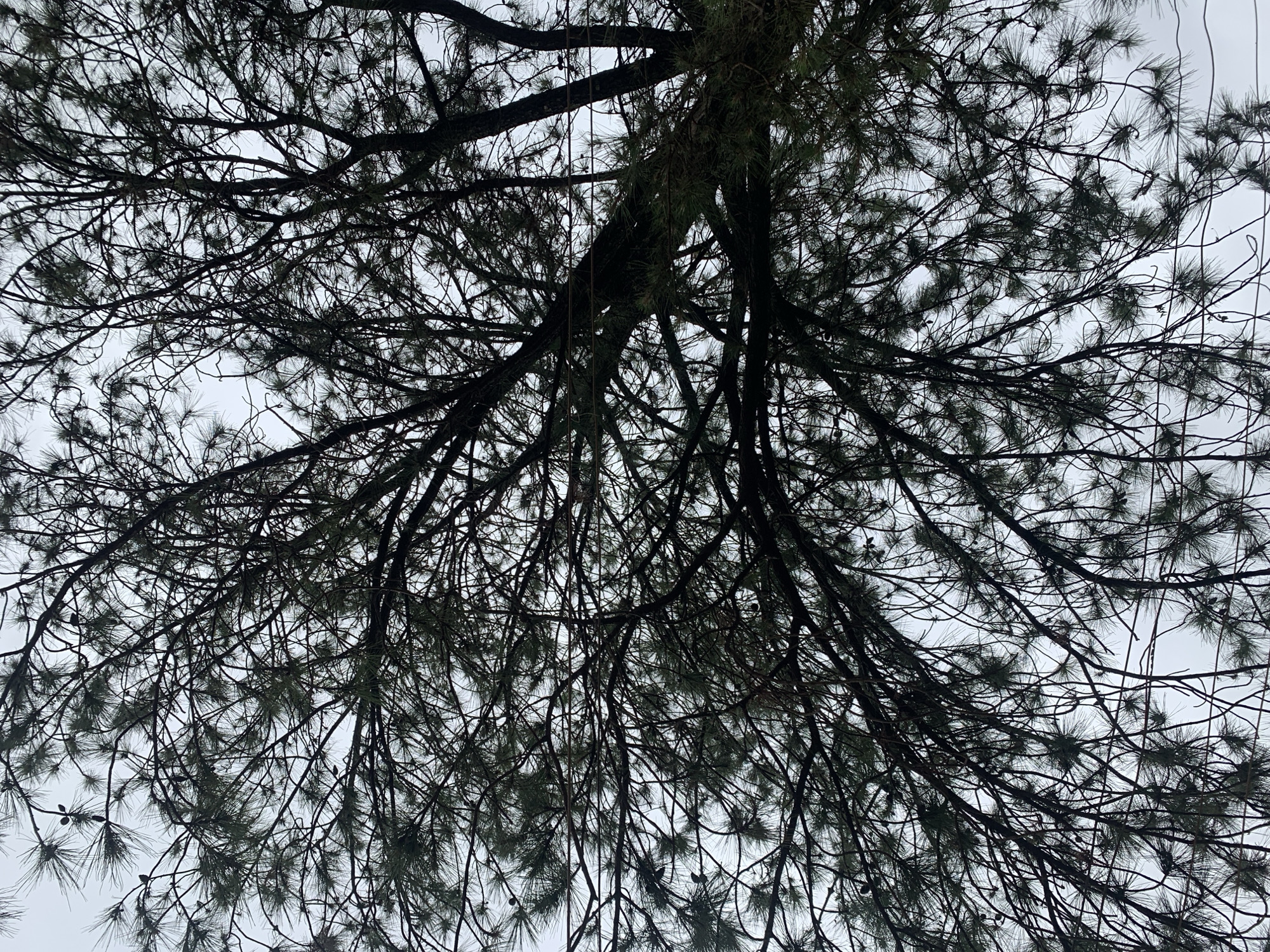 The image shows a dense network of tree branches and pine needles silhouetted against a light gray sky. The vantage point is looking upwards, with the tree trunk and thicker branches originating from the top center of the frame. The branches extend outwards and downwards, creating a complex web of lines. The pine needles appear clustered in small bunches along the thinner branches. The sky is visible through the gaps in the branches. The location in Rafin Par, Nigeria is unknown.