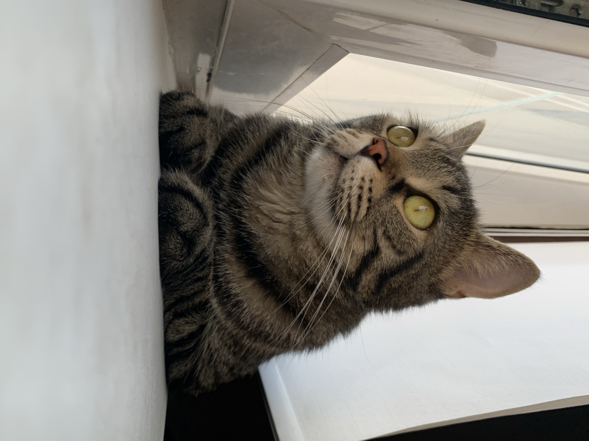 A tabby cat with large yellow eyes is perched on a white surface, likely a windowsill, looking upwards and to the left. The cat's fur is a mix of brown, black, and gray stripes. Its paws are tucked beneath its chest. The background consists of a window frame and a white curtain. The scene appears to be indoors, possibly in a residential setting in Stavropol, Russia, though no specific identifying markers of the city are visible.