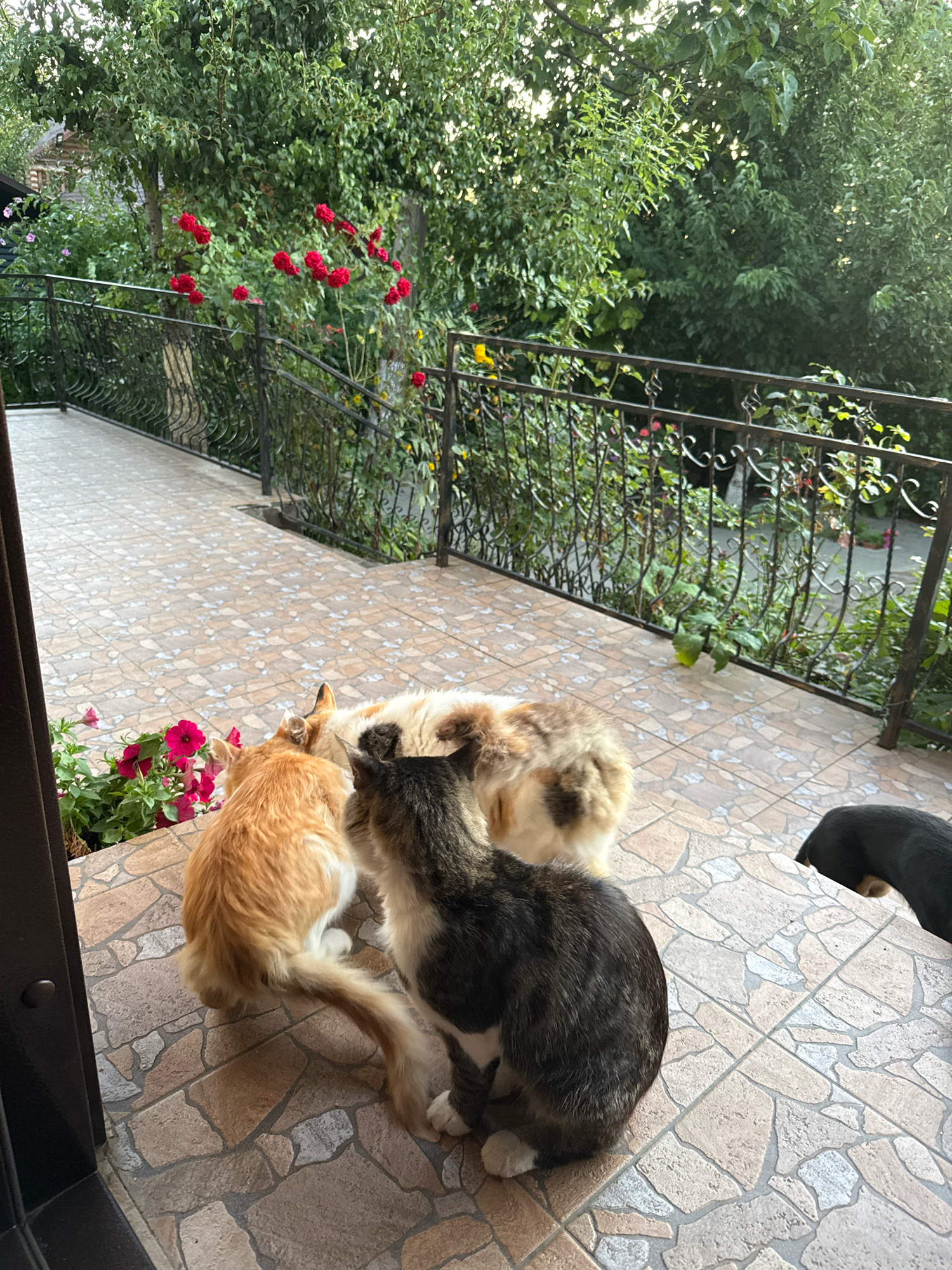 The image shows a patio with three animals: two cats and a dog. The patio is paved with light-colored tiles. In the background, there is a black metal fence and lush green trees with red flowers.
One cat is orange and white, sitting on the patio, facing away from the camera. Another cat, a tabby, is sitting next to the orange and white cat, also facing away from the camera. A black dog is partially visible in the lower right corner of the image, with its head down. The cats appear to be interacting with each other, possibly grooming or playing. The environment suggests a residential outdoor setting, possibly in Elizavetovca, Moldova, given the context provided. The time of day appears to be late afternoon or early evening, with the sunlight casting shadows on the patio.