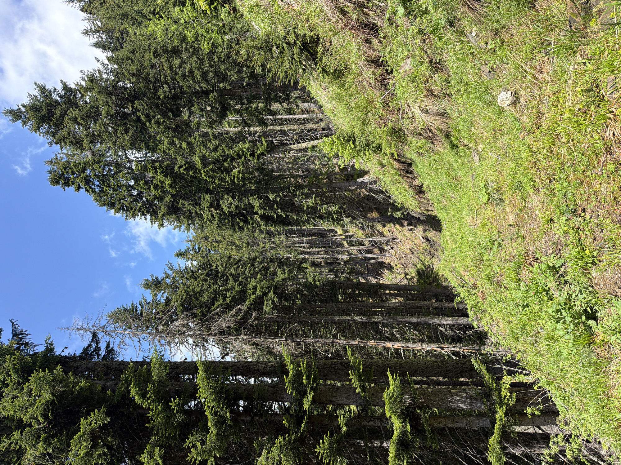 The image shows a forest landscape in what appears to be a mountainous area. A dense cluster of evergreen trees, likely fir or spruce, dominates the left side of the frame, reaching up towards a blue sky with some scattered clouds. The trees cast shadows, indicating sunlight direction.
To the right of the trees, there's a steep, grassy slope, densely covered in vegetation. A narrow track may be inferred from the border of the trees and the slope, but it is not distinctly visible.
The scene likely depicts a natural setting near Рилски манастир, Bulgaria given the local flora and the mountainous terrain associated with the region. No people, animals, or immediate structures are visible.