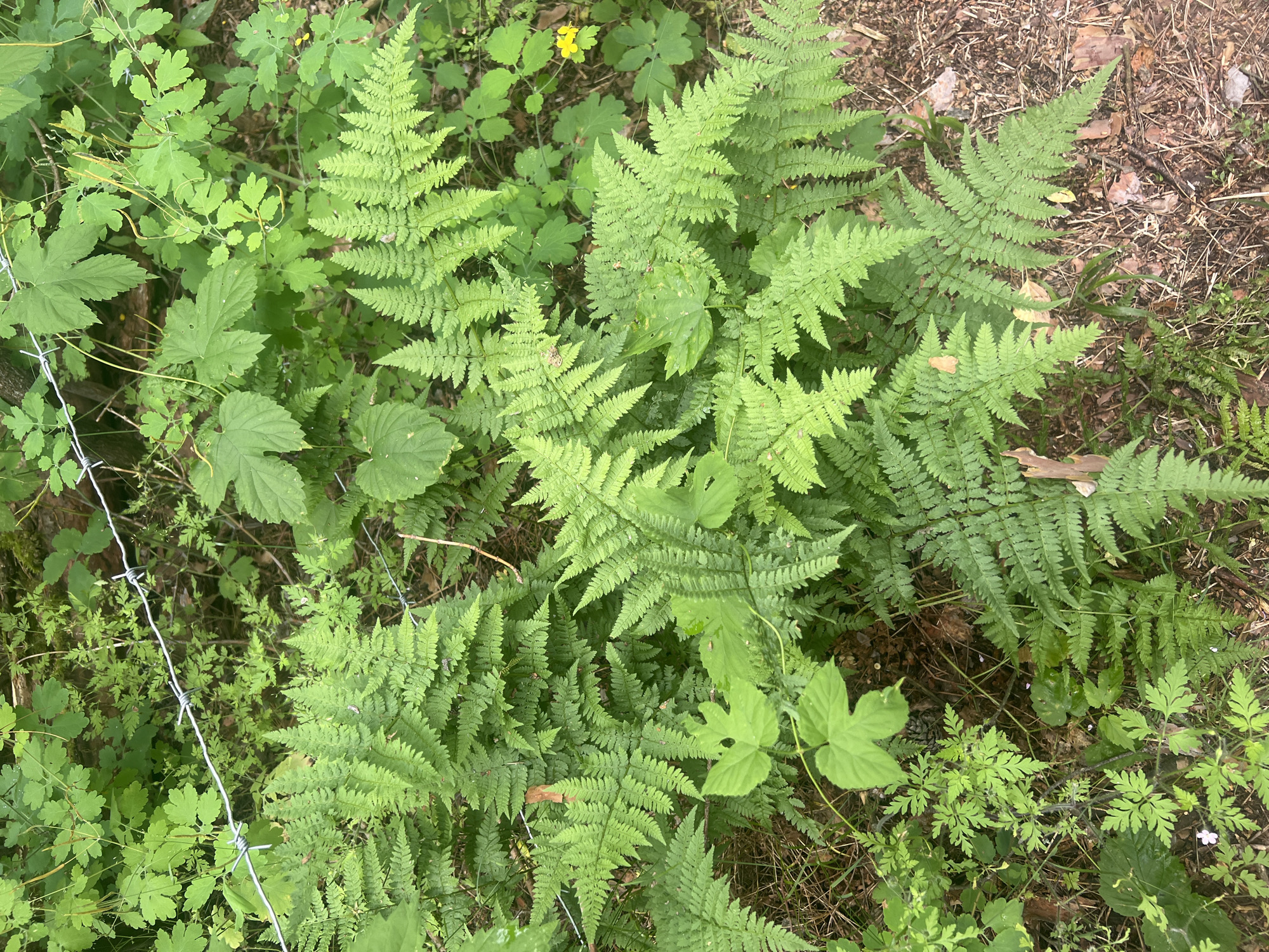 This image captures a close-up view of lush green ferns and other undergrowth, interspersed with strands of barbed wire. The scene appears to be a natural setting, possibly a forest or woodland, with dry leaves and twigs scattered on the ground. There are no people or animals visible in the frame. The overall impression is one of a wild, untamed area, with the barbed wire suggesting a boundary or a sign of human presence, albeit one that has been integrated into the natural environment. The lighting is natural and diffused, indicating it could be daytime. The location is unknown, as no specific urban or geographical markers are present.