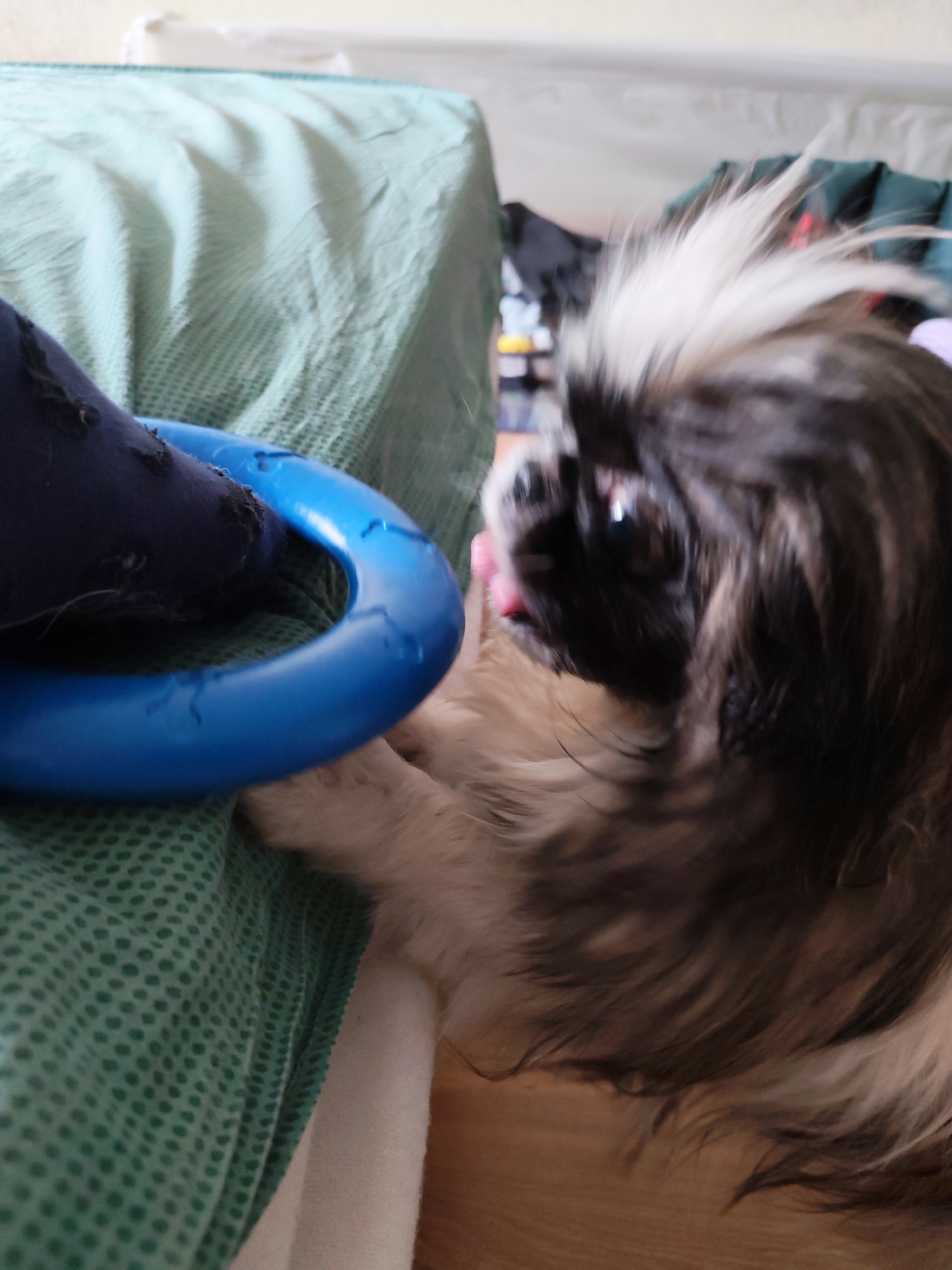 A tan and black Pekingese dog is close to a blue toy ring, part of which is covered in dark blue fabric. The scene occurs near a green blanket with white polka dots. The location is unknown and the image does not provide information that allows to know the location is Izhevsk, Russia.