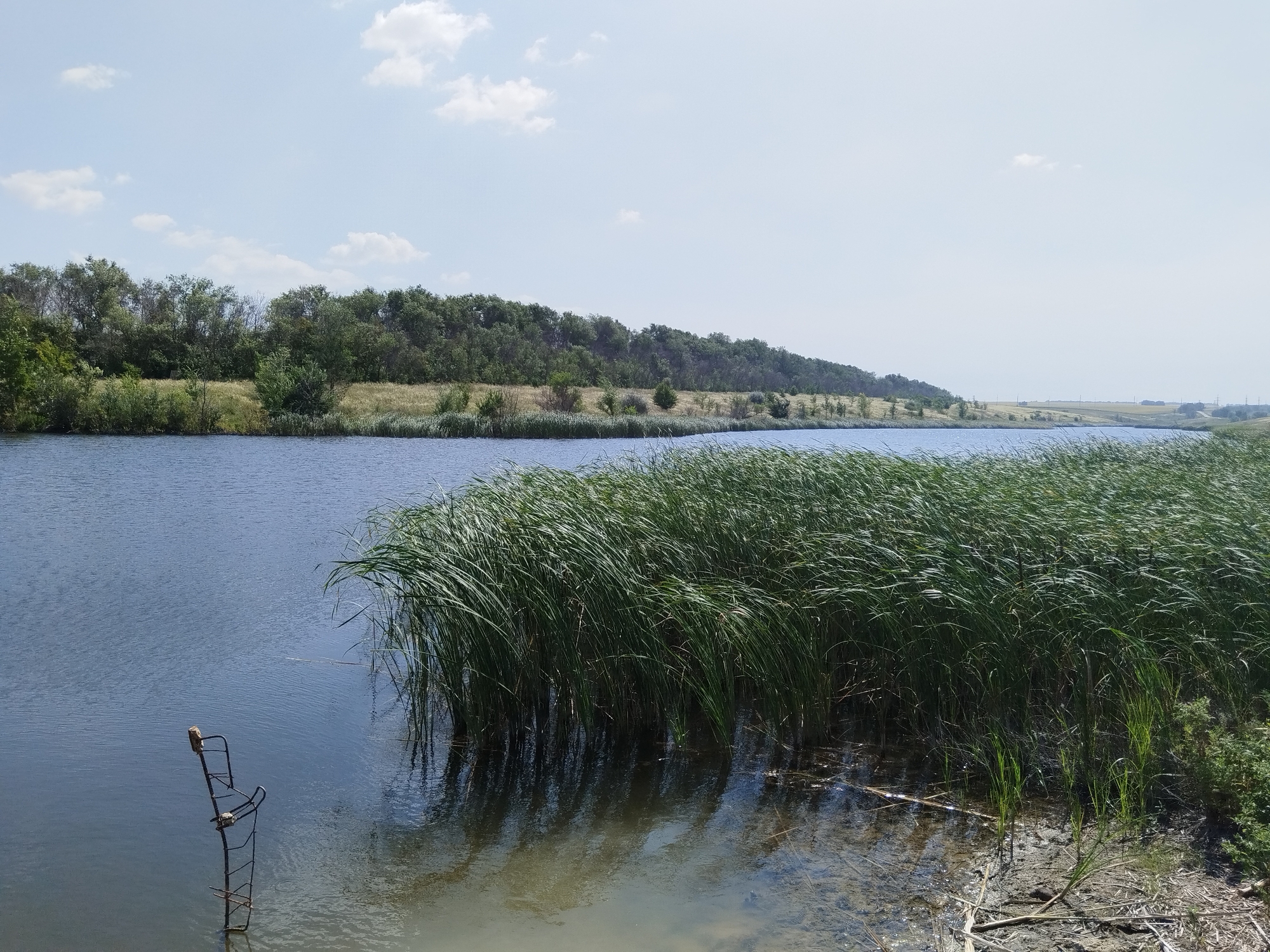 A wide shot shows a tranquil body of water with a dense wall of green reeds lining the right side of the frame, their reflections shimmering on the water's surface. A lone, rusty metal chair stands partially submerged in the water on the left, its frame supporting a small piece of wood. Beyond the reeds, the shoreline rises gently, covered with a mix of trees and dry grasses, leading to a distant horizon under a pale blue sky dotted with fluffy white clouds. The scene conveys a sense of serene, natural beauty.
