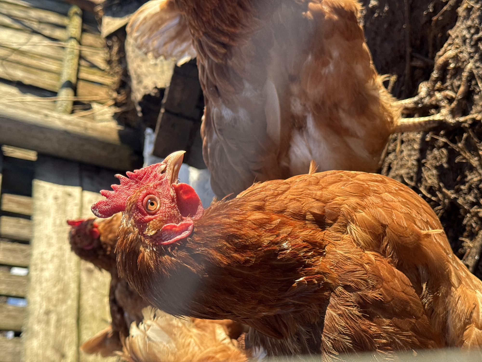 The image shows a close-up of several brown chickens. The chicken in the foreground is the most in focus, its red comb and beak are clearly visible. Another chicken is partially visible behind it, and a third chicken is further in the background to the left. A wooden structure is also visible in the background on the left, and a darker, possibly dirt or foliage, background is on the right. The location is Вассята, Russia. The overall scene is in daylight.