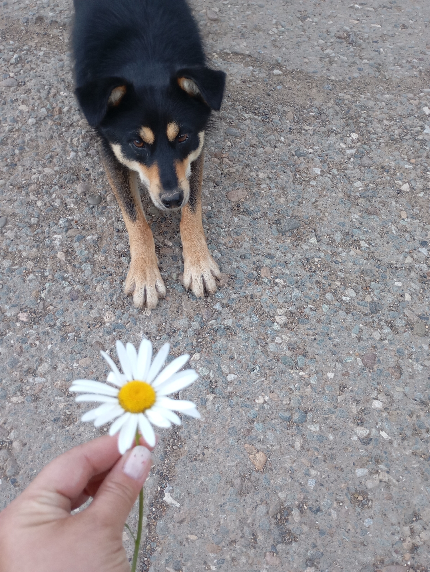 A black and tan dog is lying on a gravel surface in front of a hand holding a daisy. The dog's head is turned towards the flower, and its front paws are extended. The ground is covered with small grey and brown stones. The background is out of focus. The image appears to be taken outdoors in a rural or suburban setting.