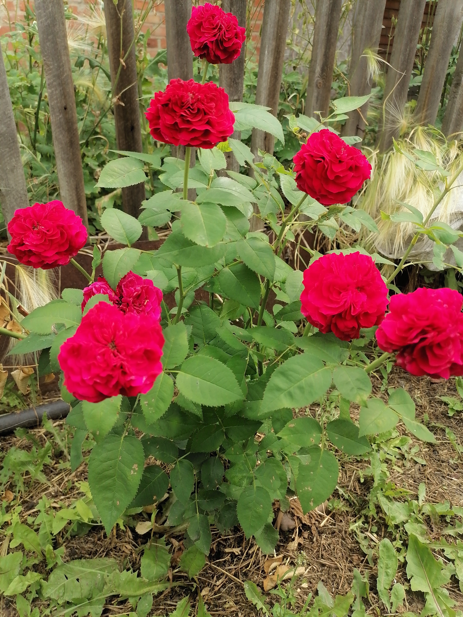 In Lobkovo, Russia, a dense bush of red roses blooms in front of a weathered wooden fence. Several fully opened red roses with numerous ruffled petals are visible, along with unopened buds and green leaves. The ground beneath the bush is covered with dry straw, soil, and weeds. A black hose is partially visible on the left side of the frame. The background shows a brick wall and more vegetation.