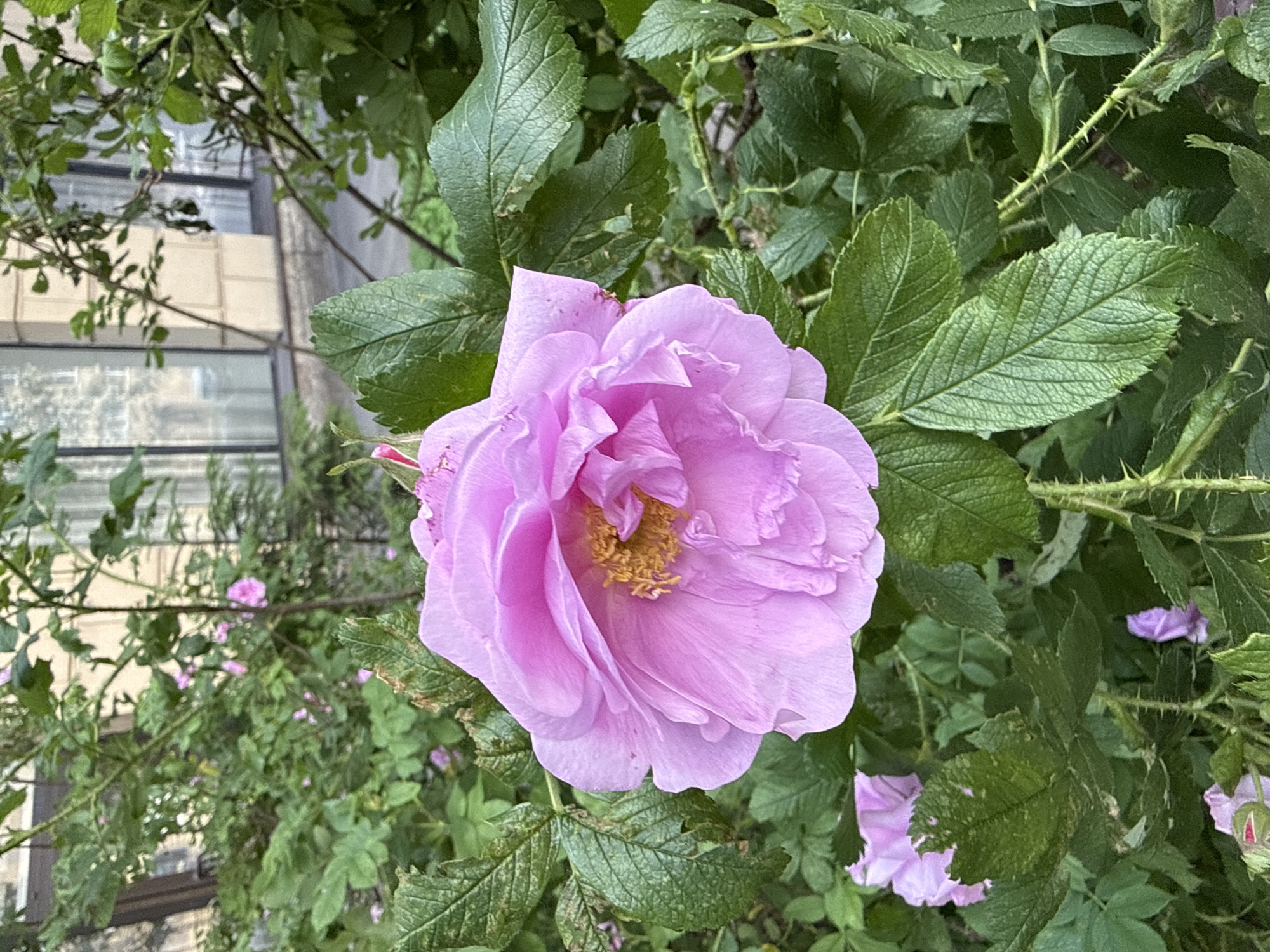 A close-up, eye-level outdoor photograph depicts a large, partially open pink rose in the foreground. The rose has delicate, ruffled petals and a yellow center. It is surrounded by lush green foliage, including thorny stems and textured leaves. In the blurred background, a building with windows and a light-colored facade is visible, suggesting an urban environment. The image was taken at an unspecified location in Saint Petersburg, Russia.