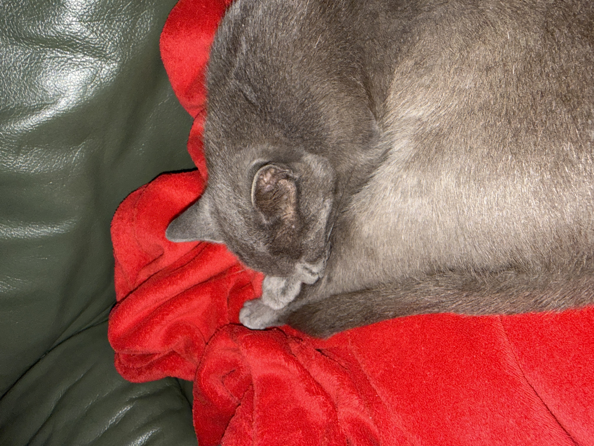 A close-up, overhead shot shows a grey cat sleeping on a red blanket. The blanket is draped over a dark green leather couch. The cat is curled up on its side, with its head resting on its paws. The cat's fur is short and dense, and its ears are small and rounded. The red blanket is soft and plush, and the green couch is smooth and slightly shiny. The lighting is dim, casting soft shadows on the scene. The overall impression is one of comfort and relaxation.
