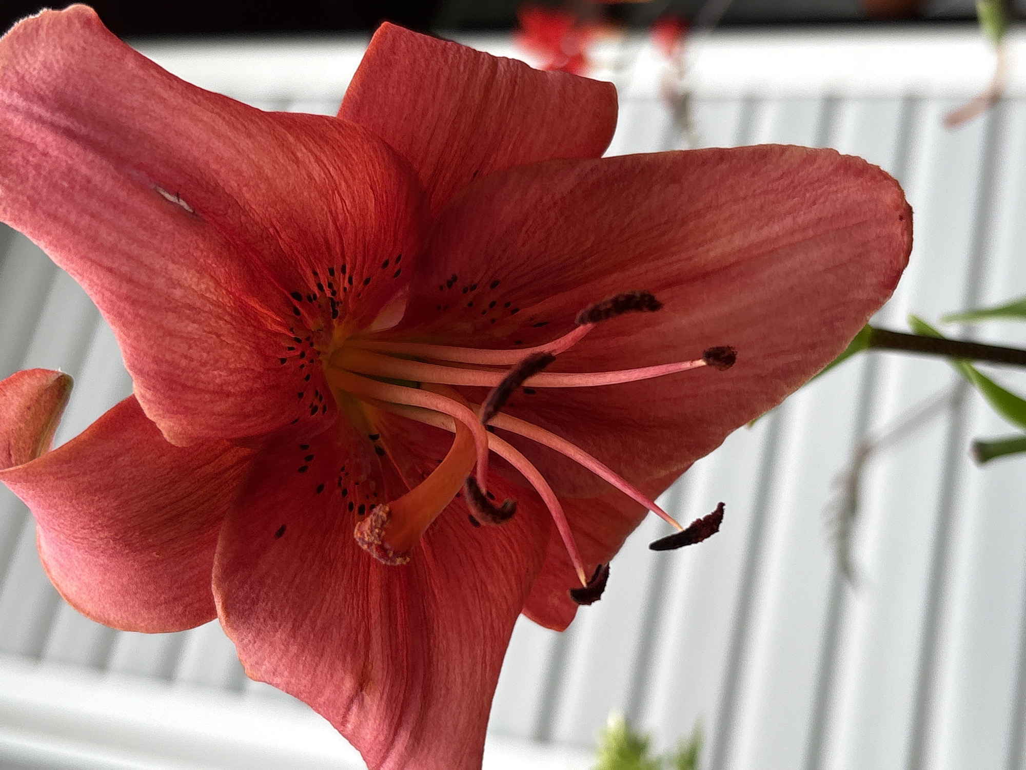 A close-up, low-angle shot captures a vibrant red lily in bloom, its petals unfurling against a backdrop of white siding. The flower's delicate structure is emphasized, with visible stamens tipped with dark anthers and speckled inner petals. The surrounding environment is blurred, with hints of green foliage and other red flowers suggesting a garden setting. The composition is dominated by the intense color and intricate details of the lily.