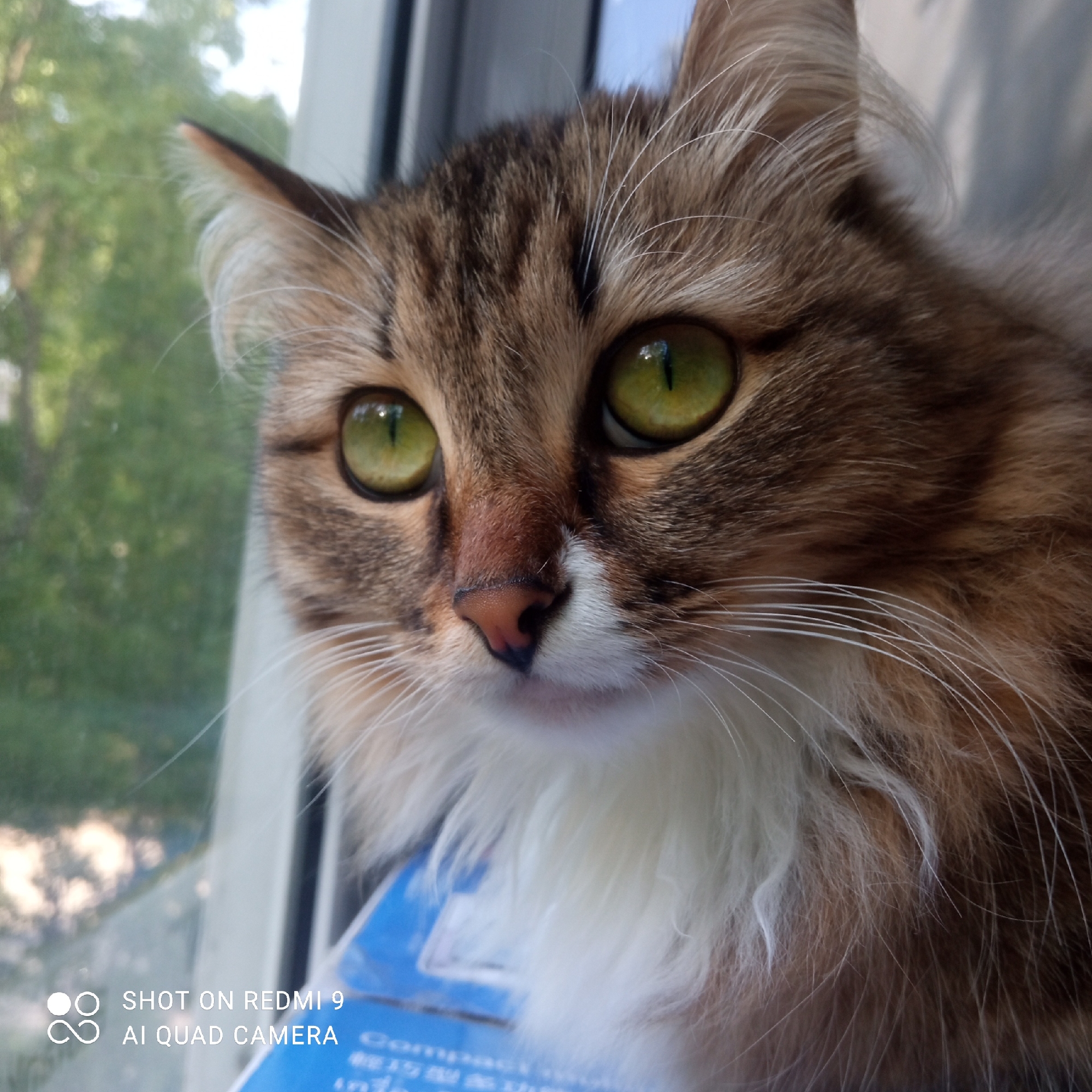 A close-up photograph shows a cat with brown and white fur, yellow-green eyes, and a pink nose. The cat is looking slightly to the left of the frame. The background appears to be a window with trees visible outside. The bottom of the photo has a watermark indicating "SHOT ON REDMI 9 AI QUAD CAMERA". Based on the prompt’s request to assume this image was taken in Chaikovsky, Russia, the cat is likely within a building at an unknown location in that city.