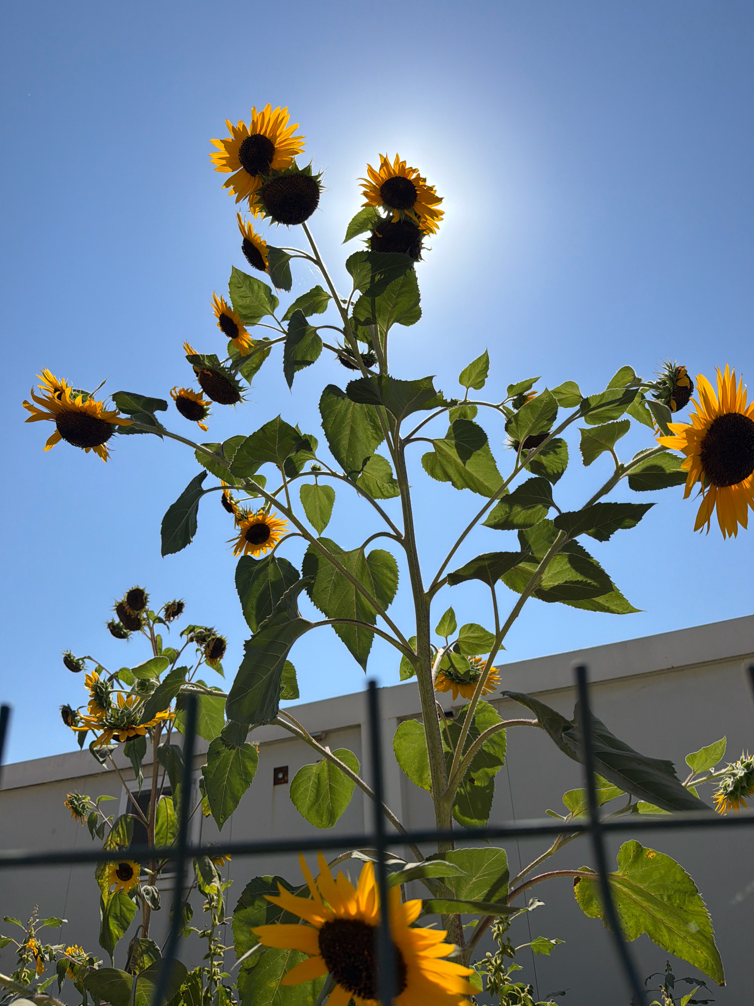 This image captures a cluster of sunflowers against a bright blue sky with the sun partially obscured by the topmost sunflower, creating a halo effect. The sunflowers are in various stages of bloom, with some facing the sun and others drooping downwards. Their large, green leaves are prominent, and the stalks are thick and sturdy. The scene appears to be in an outdoor setting, possibly a garden or yard, as suggested by the presence of a metal fence in the foreground and a white building with a window in the background. The lighting indicates it is a sunny day. Without further information, it is not possible to definitively determine the specific location within Sozopol, Bulgaria.