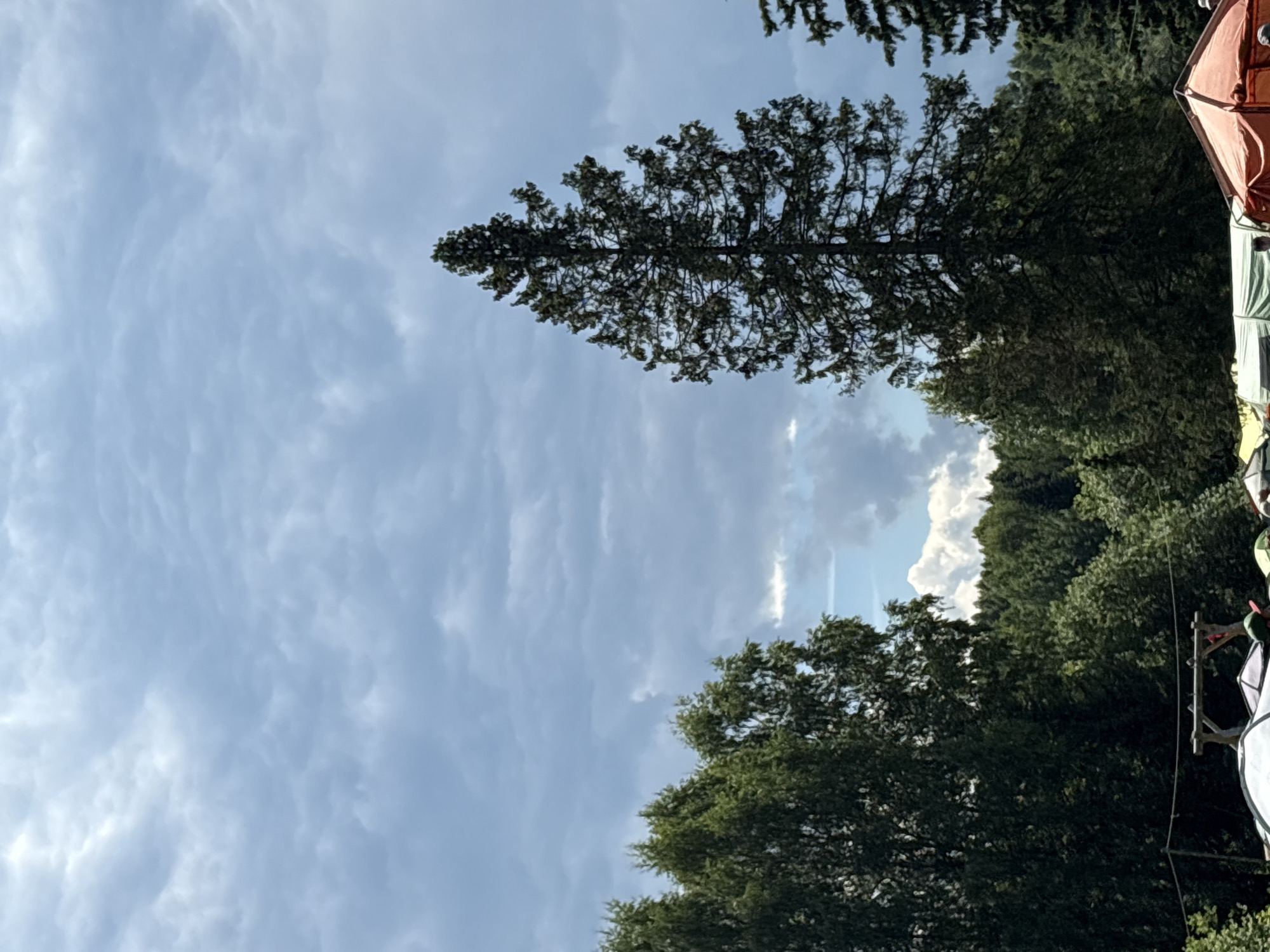 The image depicts a campground scene under a cloudy sky. In the foreground, several tents are visible, including a prominent orange tent and a white tent. The tents are set up amidst a dense forest of green trees. A tall, dark green evergreen tree stands prominently in the right half of the frame, its foliage dense and reaching towards the sky. To the left, a cluster of deciduous trees with lighter green foliage forms a backdrop. The sky is filled with a thick layer of gray and white clouds, with hints of blue sky peeking through in some areas. In the distance, rolling hills covered in trees are visible. The overall impression is one of a natural setting, likely a campsite in or near the city of Sergino, Russia, given the vegetation and the style of tents.