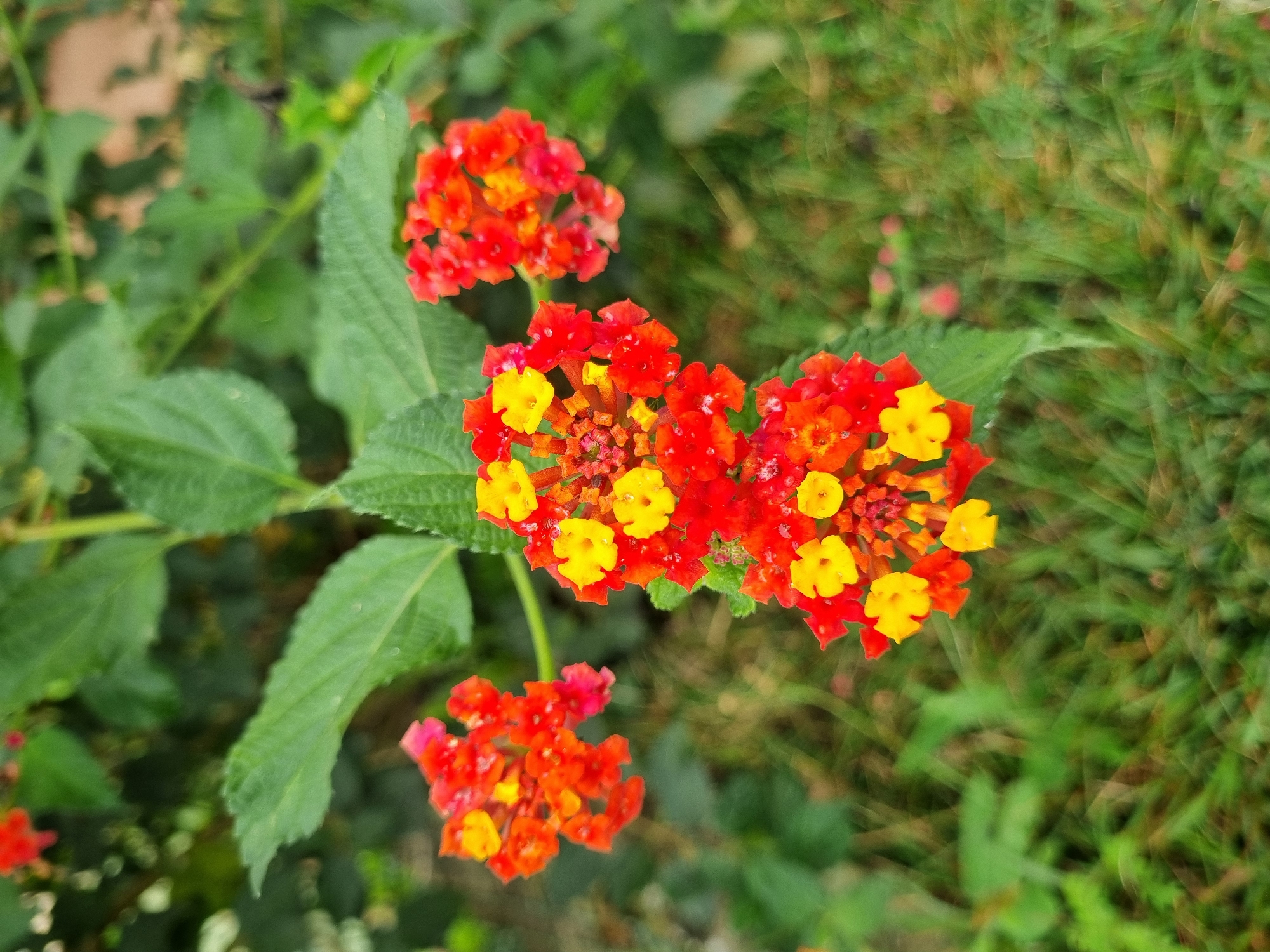 The image shows a close-up of Lantana flowers, a vibrant cluster of small red and yellow blossoms against a blurred background of green leaves and grass. The flowers are the primary subject, with their intricate details and bright colors being the focal point. The background is soft and out of focus, suggesting a shallow depth of field, which further emphasizes the flowers. There are no people or animals visible in the image. The scene appears to be in a natural setting, possibly a garden or park, common in a city like Laranjal Paulista, Brazil. The lighting suggests it is daytime, and the overall atmosphere is one of natural beauty.