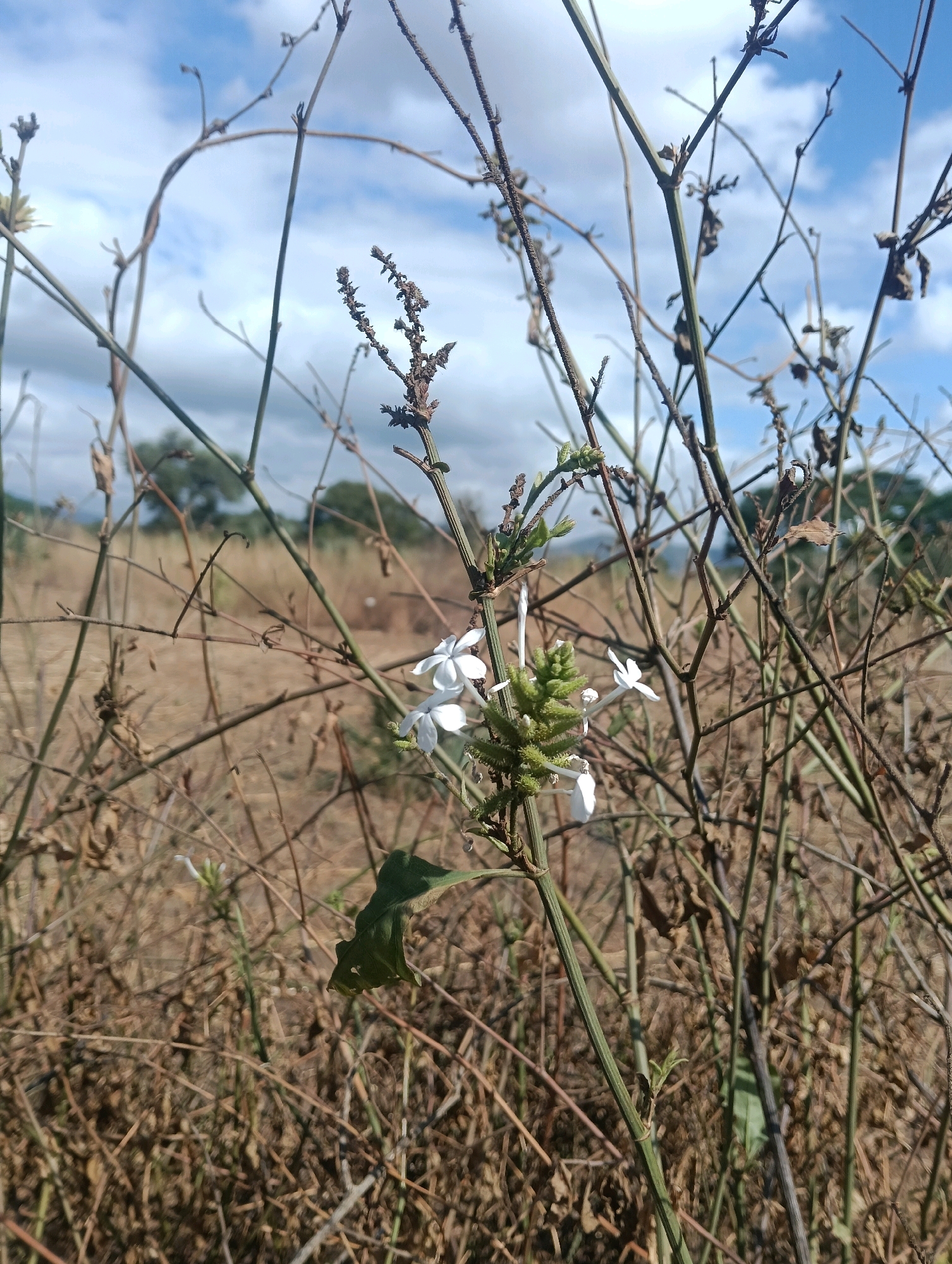 The image depicts a close-up view of a dry, overgrown field with sparse green vegetation and a few white flowers. The foreground is dominated by thin, brown, dried stalks and branches, creating a dense, tangled network. A few green leaves are also visible. In the center of the frame, a cluster of small, white flowers with delicate petals is present. The background shows a blurry expanse of dry grass and distant trees against a cloudy blue sky. The scene suggests a natural, uncultivated environment. The location is identified as Mutitu/Kaliku Ward, Kenya, indicating a rural or semi-rural setting within this specific region. There are no people or animals visible in the image.