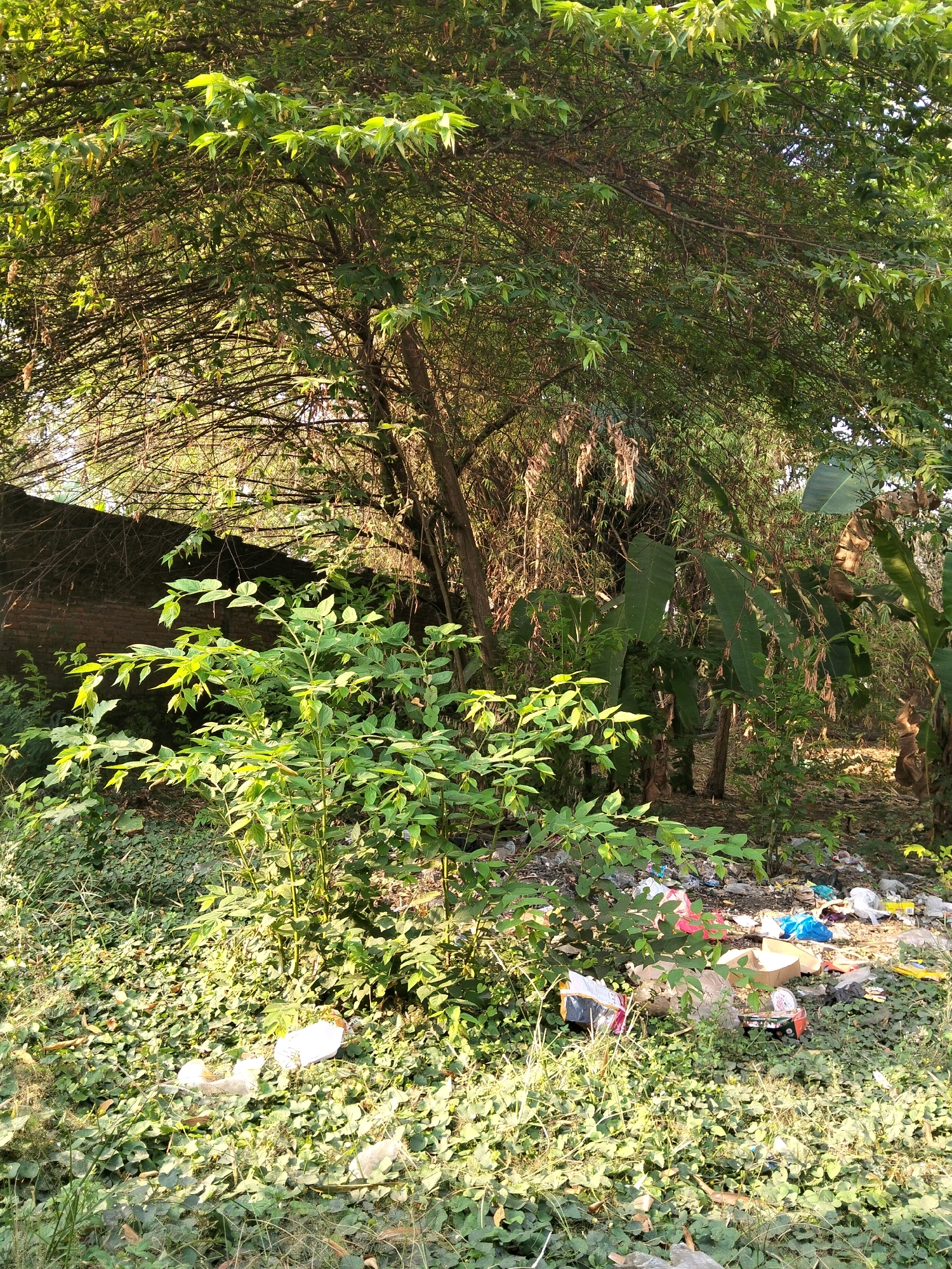 The image depicts an outdoor scene with lush green foliage and trees dominating the landscape. In the foreground, a small, leafy plant stands amidst a dense ground cover of smaller green plants. To the right, a significant amount of garbage is scattered on the ground, consisting of plastic bags, bottles, and cardboard boxes, indicating a neglected or unmanaged area.
The background is filled with more trees and vegetation, including some larger-leaved plants that resemble banana trees, as well as thinner, bamboo-like stalks. A brick wall is partially visible on the left side of the image, suggesting the presence of a man-made structure nearby. Sunlight filters through the leaves, creating dappled light and shadow throughout the scene.
While the image was taken in the vicinity of Puskesmas Keboan, Indonesia, no specific landmarks within the Puskesmas itself are identifiable. The scene is characterized by a natural environment encroached upon by human-generated waste. There are no people visible in the image.