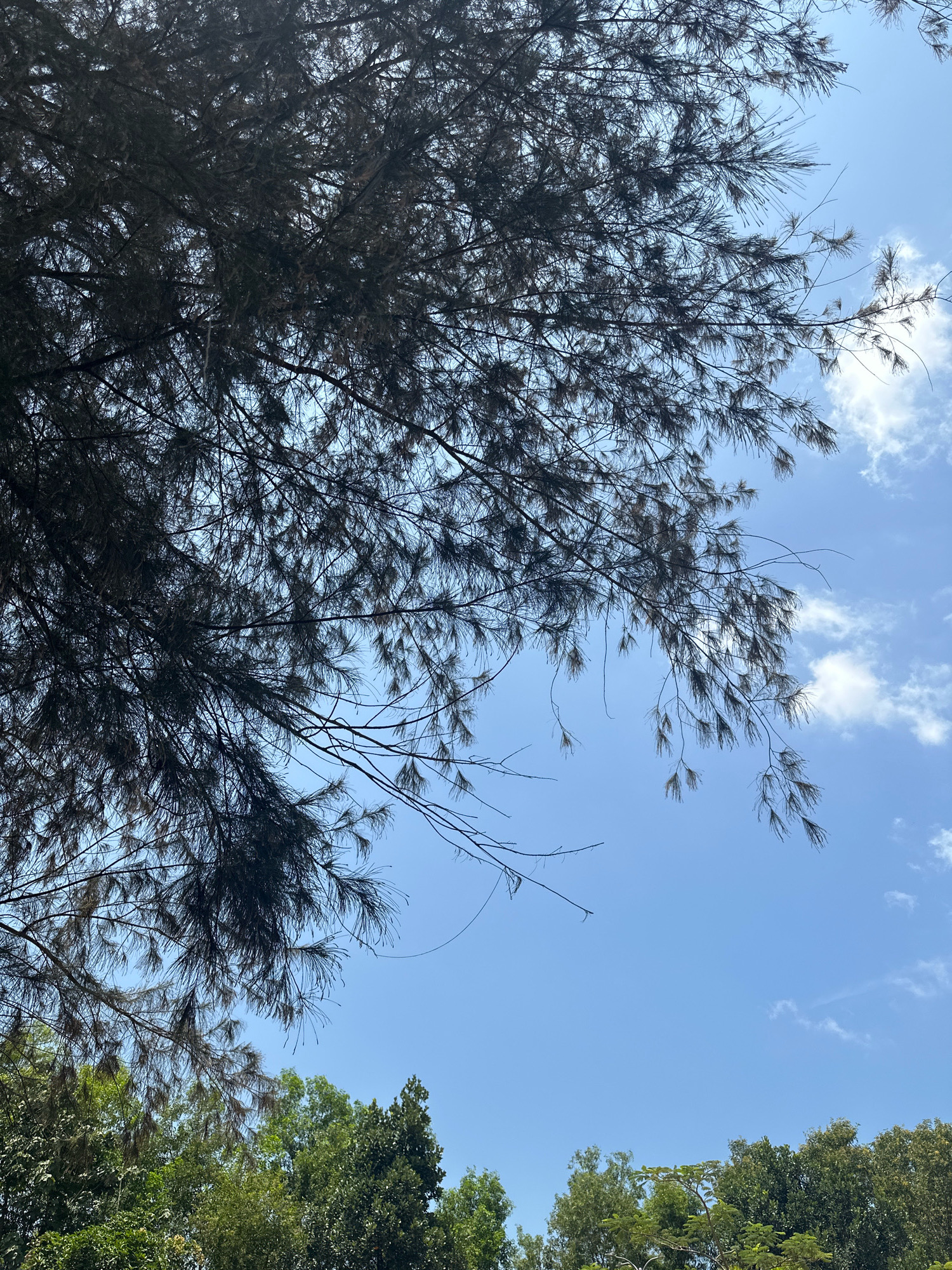 The image captures a view looking upwards towards a clear blue sky from a shaded area beneath a coniferous tree. The foreground is dominated by the dark, dense foliage and branches of the coniferous tree, casting shadows and creating a textured canopy. A few delicate, wispy clouds are scattered across the sky. In the lower portion of the image, the tops of other green trees, likely deciduous, are visible, suggesting a park or a densely vegetated area within the city. The lighting indicates it is daytime, with the sun illuminating the sky and the tops of the distant trees. The scene evokes a sense of natural tranquility within an urban setting in Malappuram, India.