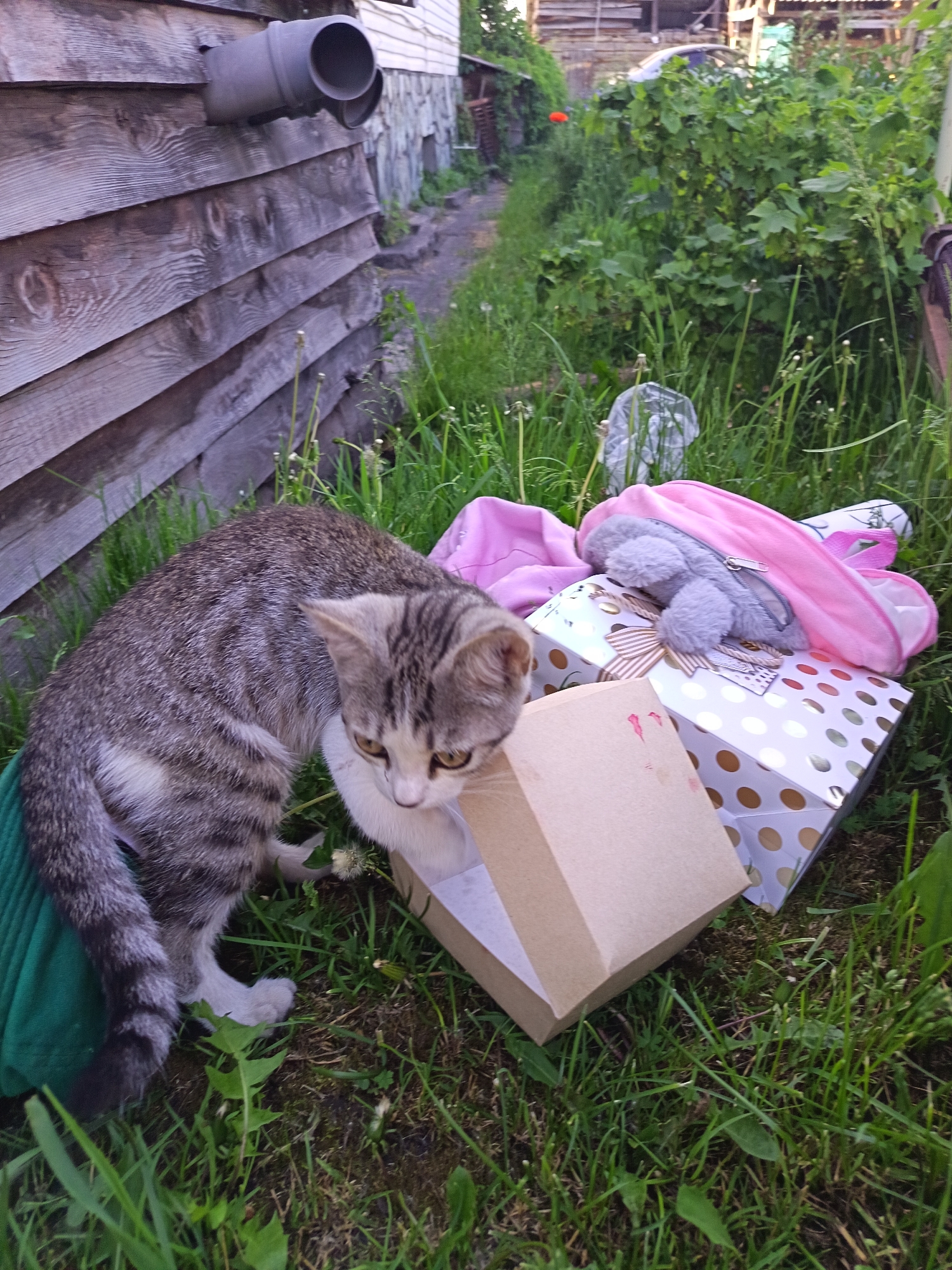 A tabby kitten is near some gift boxes and a pink bag in a grassy yard. The kitten is grey with black stripes and is looking at the open box. One gift box is white with gold polka dots and has a gold bow. The pink bag appears to be a backpack with a stuffed gray bunny hanging from it. The background shows a wooden wall, green bushes, and a dirt path.