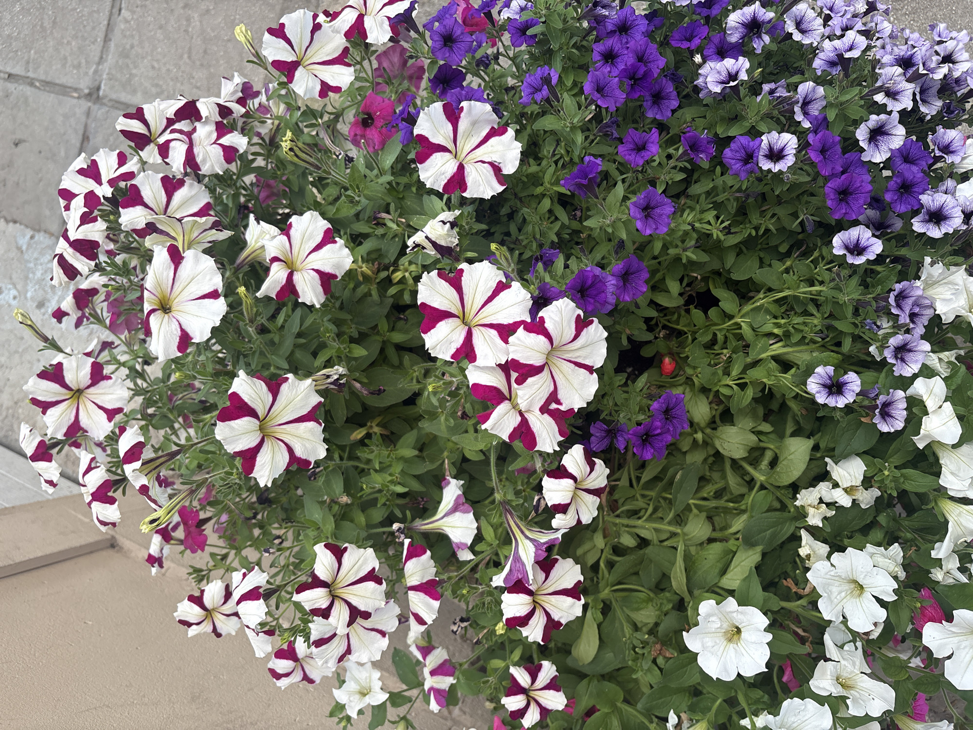A close-up, overhead shot displays a planter filled with various petunias, featuring a mix of white and dark pink striped flowers, solid dark pink flowers, and solid purple flowers. The planter is situated outdoors next to a building with a neutral-colored wall and a gray paved surface. The lighting suggests it is daytime.