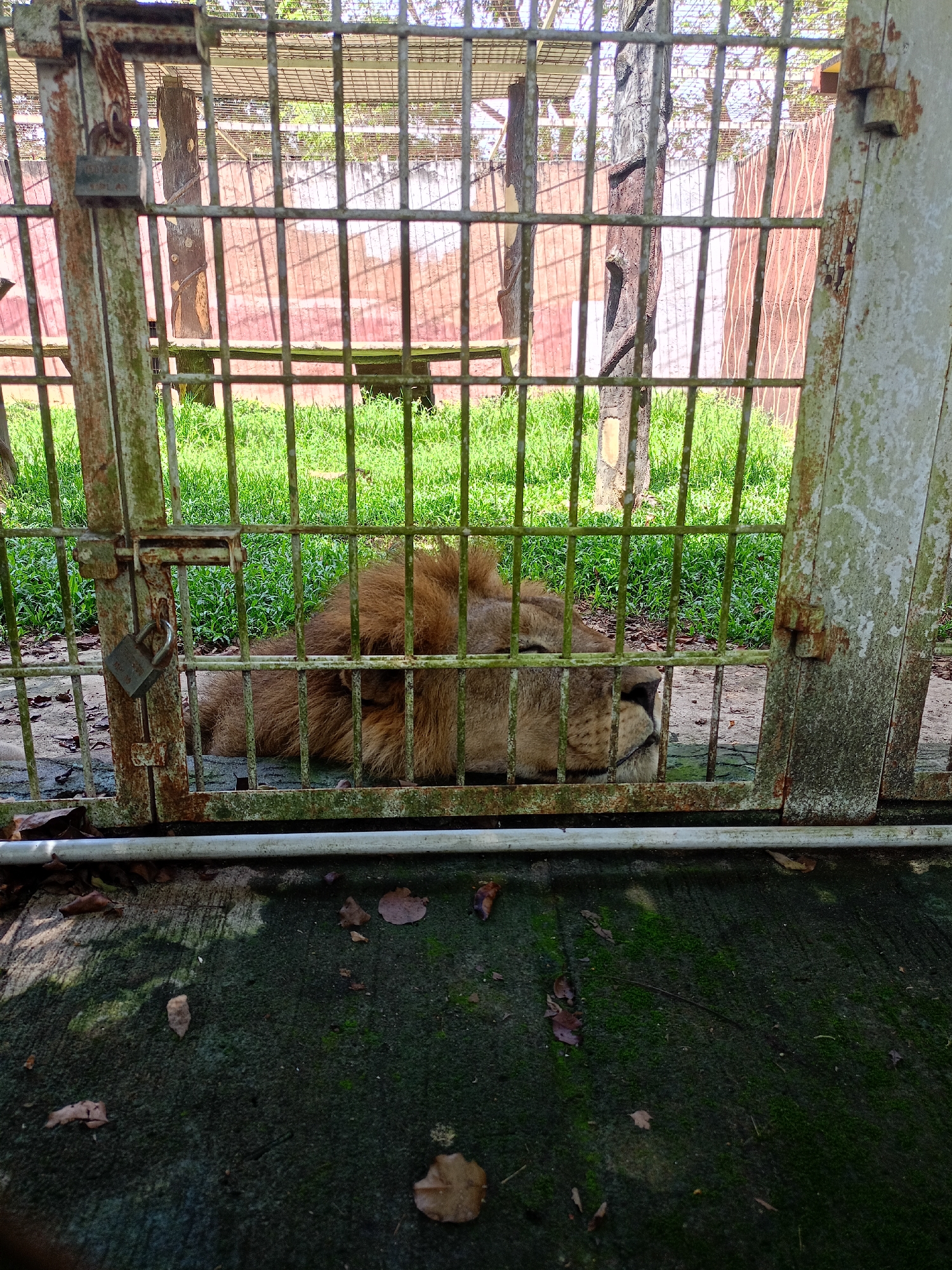 A lion is lying down in a cage. The cage is made of metal bars and has a padlock on the gate. Outside the cage, there is green grass and some trees. The location is likely a zoo in Sironblang, Indonesia. The lion is not interacting with anyone or anything. The environment is a typical zoo enclosure. The ground in front of the cage is covered in moss and leaves.