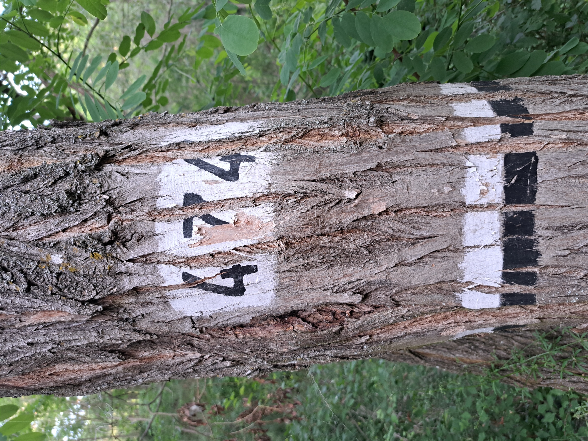 The image shows a close-up of a tree trunk with markings painted on it. The markings consist of the number "474" painted in black on a white rectangle, and below it, a series of black and white horizontal stripes. The tree is in a wooded area, with green foliage visible in the background. The tree bark is rough and textured. The lighting suggests it is daytime. This tree with these markings is located in the vicinity of the village of Lokorsko, Bulgaria, likely as a trail marker in a natural area.