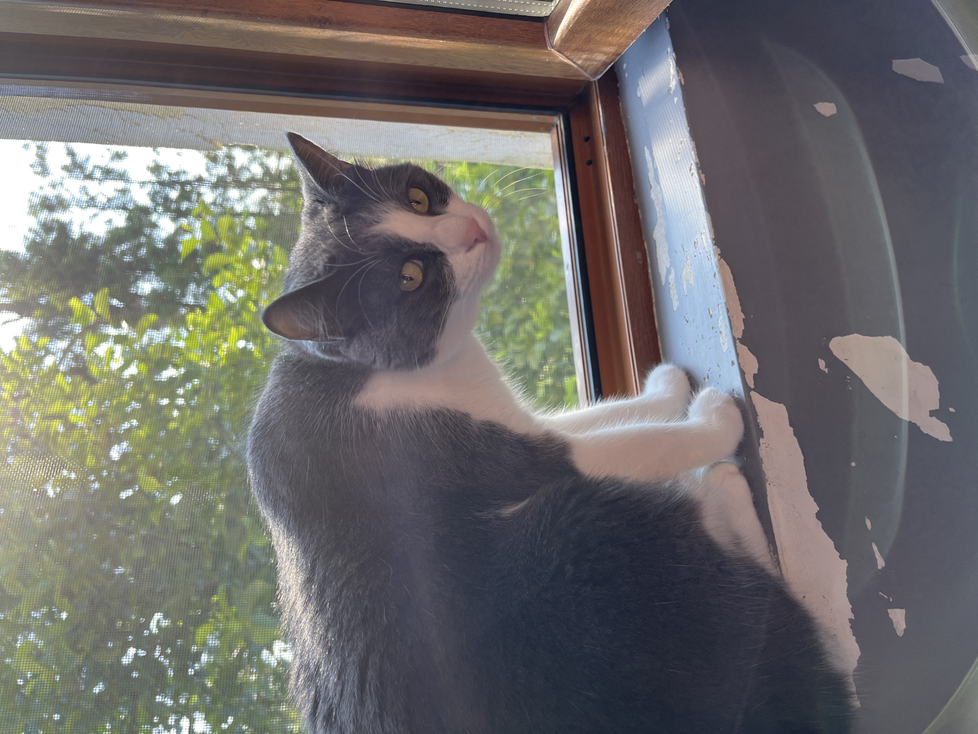 A grey and white cat is perched on a sunlit windowsill, looking out through a screen at green trees. The cat's fur is illuminated by the sunlight, highlighting its grey back and white chest and paws. The windowsill appears to be made of wood, with peeling paint and a dark, curved surface below it. The window frame is also wooden, and a sheer white curtain hangs on the right side. The background is a blur of green foliage and bright sunlight, suggesting an outdoor setting. The scene is likely captured in Ureki, Georgia, a coastal town known for its beaches and surrounding greenery.