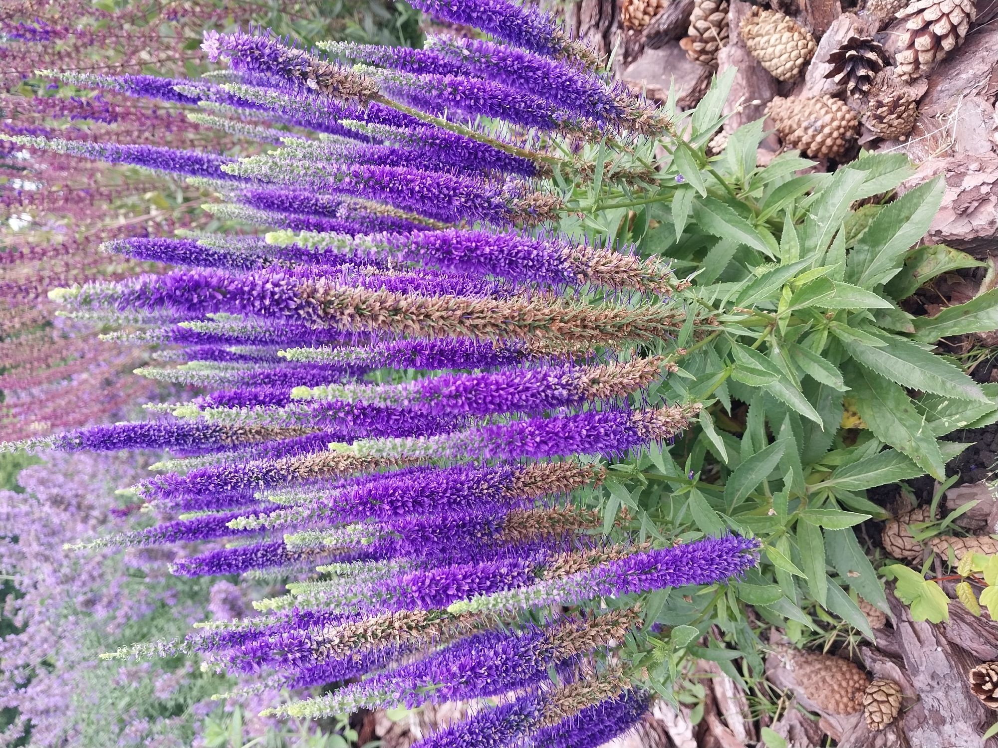 The image shows a close-up view of several tall, purple flower spikes in the foreground. The flowers have a dense, spiky appearance and some are beginning to brown at the tips. They are surrounded by lush green foliage. In the background, there are more blurred purple flowers, suggesting a garden setting. The ground is covered with bark chips and several pinecones are scattered around the base of the flowers. The lighting suggests it is daytime, likely outdoors in a garden. No people or specific landmarks are visible that would indicate a precise location within Dnipro, Ukraine.