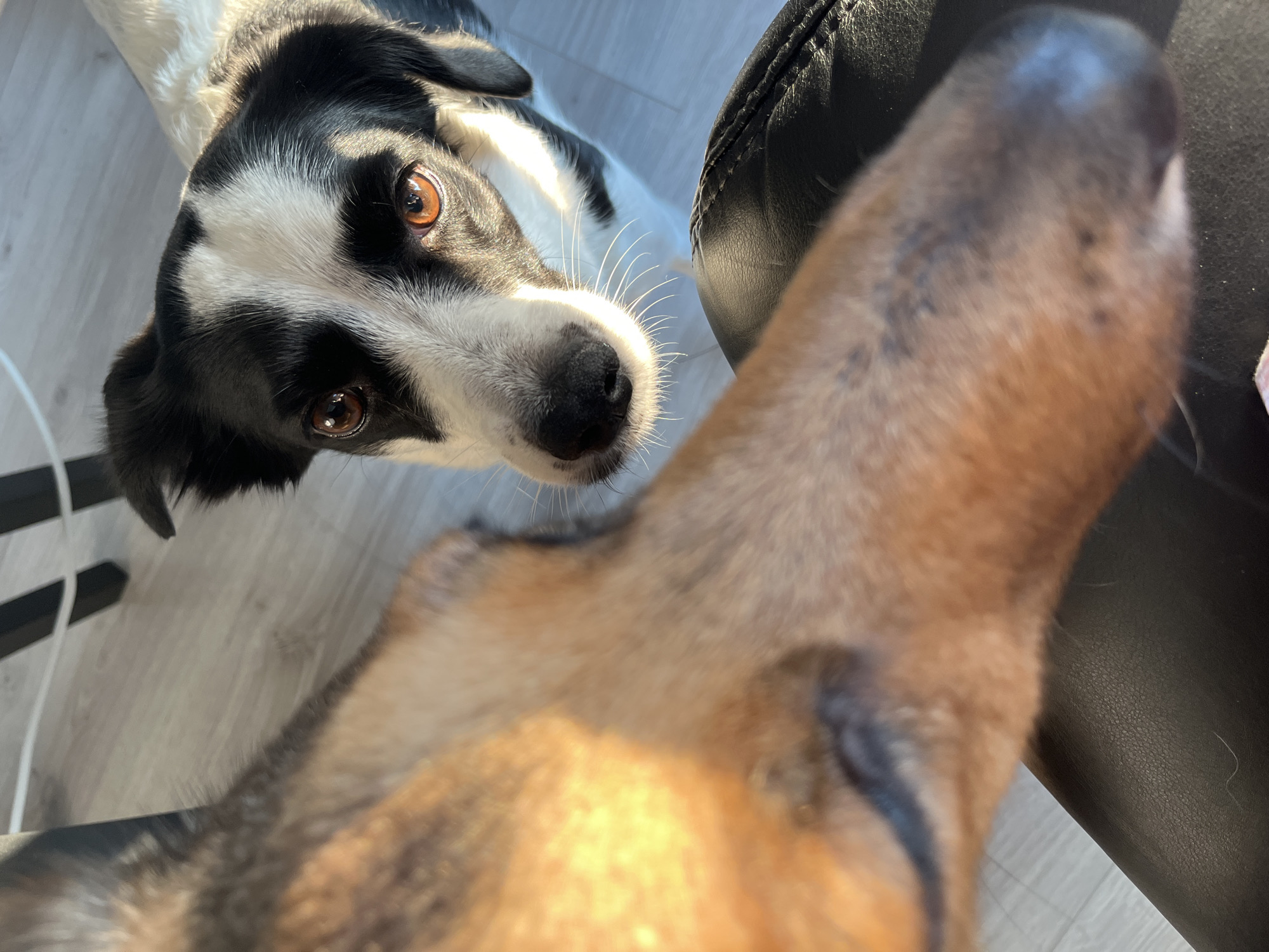 The image, taken from a high angle, shows two dogs in an indoor setting. The dog in the foreground is partially visible, with its brown fur and snout taking up the left side of the frame. Its nose is dark and appears wet. The second dog, in the background, is a black and white Border Collie mix. It is looking directly at the camera with intelligent, amber-colored eyes. Its face is mostly white with black markings around its eyes and ears, and a black nose. Both dogs are on a light-colored, wood-grain floor. A dark, textured surface, likely leather, is visible in the lower right corner, possibly a chair or couch. The lighting suggests it is daytime, with natural light casting shadows and highlighting the dogs' fur. The background is out of focus, showing hints of furniture legs. The scene appears to be a casual moment between two pets, possibly at home.
