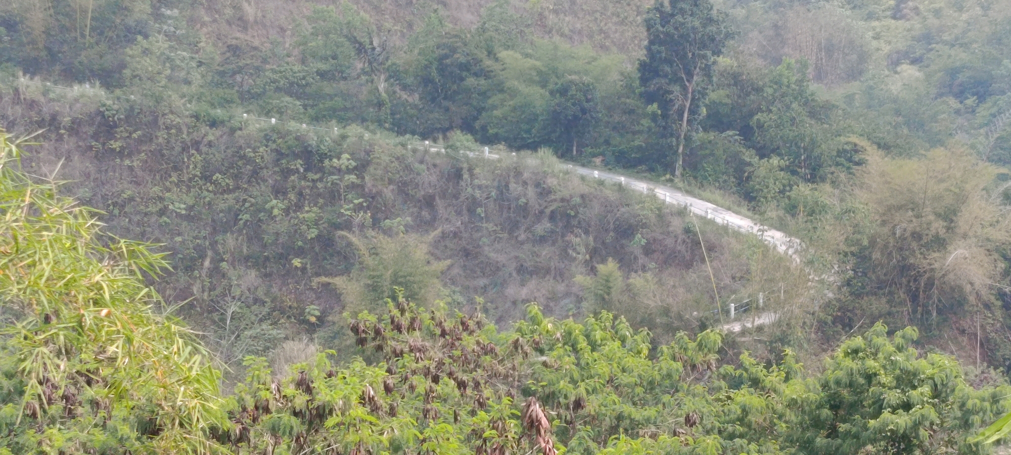 The image captures a winding asphalt road traversing a lush, mountainous landscape in Megamendung, Indonesia. The road is bordered by a white railing on the left side and is surrounded by dense vegetation, including bamboo and various trees, indicative of a tropical environment. The terrain is uneven and appears to be a hillside, with a mix of grassy slopes and thicker foliage. The overall atmosphere is hazy, suggesting the presence of mist or fog, common in mountainous regions. The road itself is clean and appears to be well-maintained, suggesting it is used for transportation. There are no people or vehicles visible in the image, focusing the scene entirely on the natural environment and the man-made road.