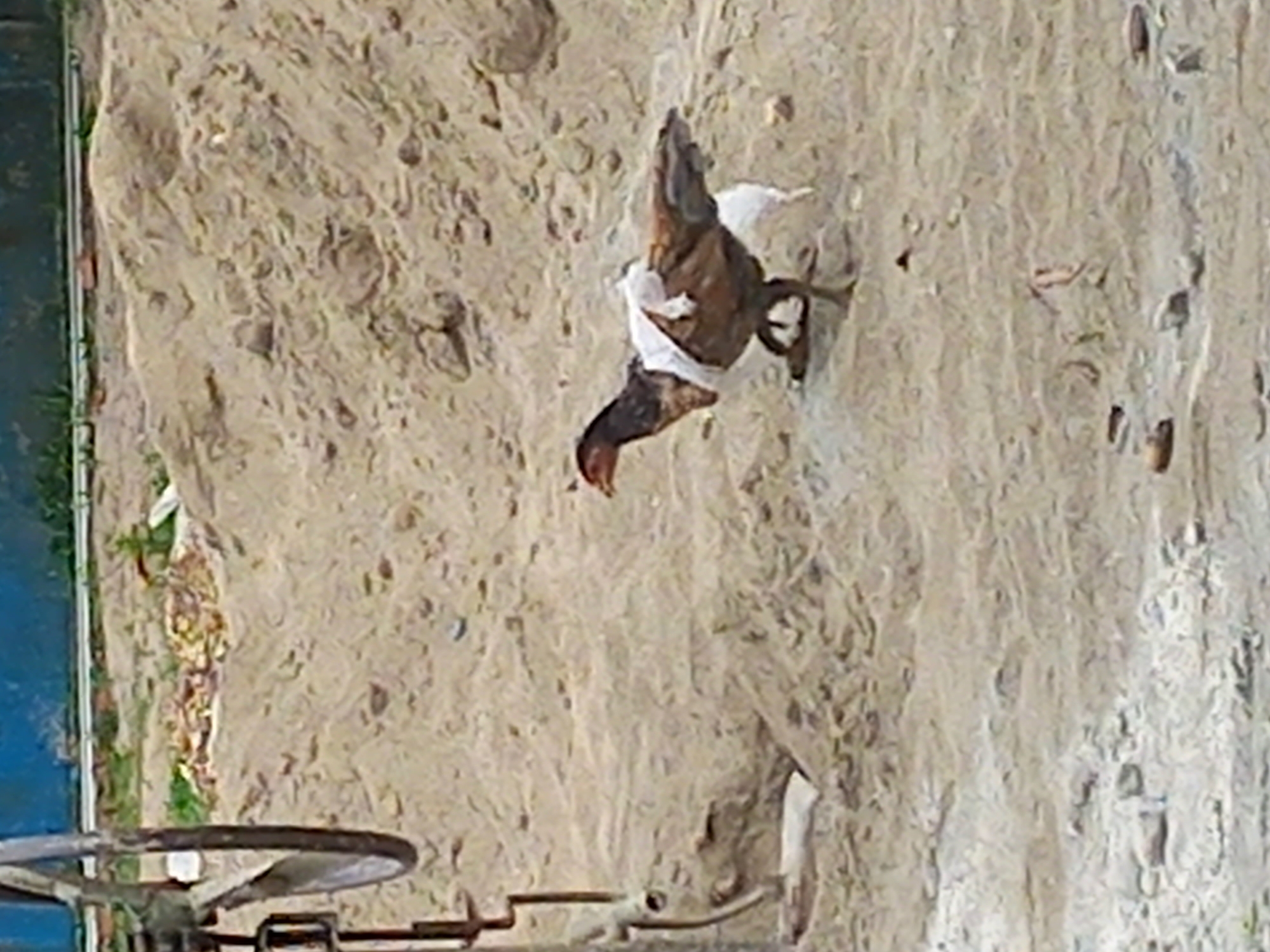 A chicken with white cloth wrapped around its body is walking on a sandy ground in Gampongkeude, Indonesia. The chicken appears to be of mixed breed with brown and black feathers. In the background, there is a pile of sand and some construction material. A part of a wheel and metal structure is visible on the left side of the image, which might be from a construction vehicle or equipment. The area looks like a construction site or an undeveloped area with loose soil. The lighting suggests it is daytime.