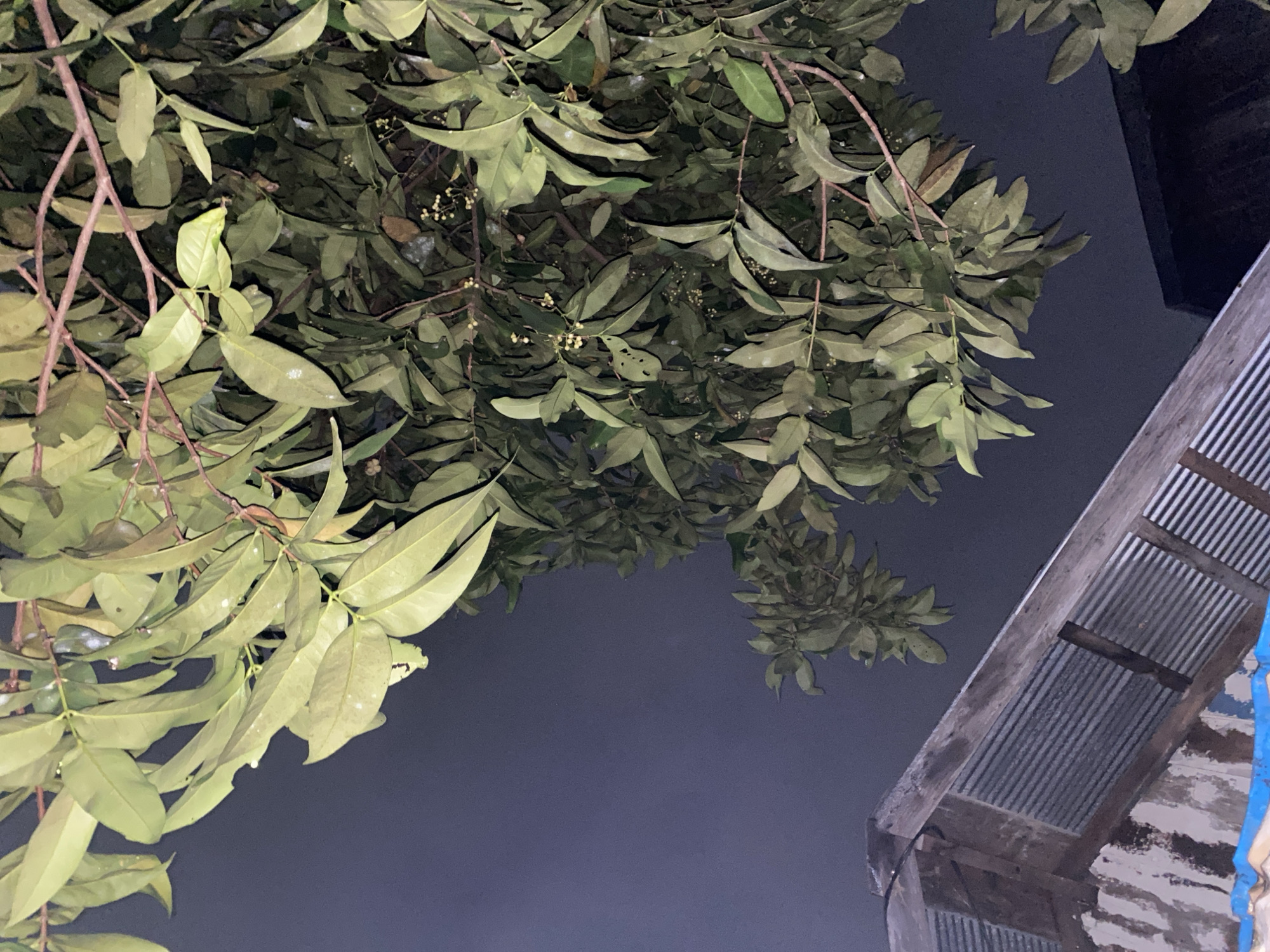 In Banjarmasin, Indonesia, the image captures a view from below looking up at trees and the corrugated metal roof of a building against a dark, night sky. The trees are densely leaved, with some branches reaching across the frame. Small, light-colored buds or flowers are visible amongst the foliage. The building's roof is weathered, showing signs of age and use. The overall impression is one of a residential or semi-urban environment at night, with natural elements interacting with man-made structures.