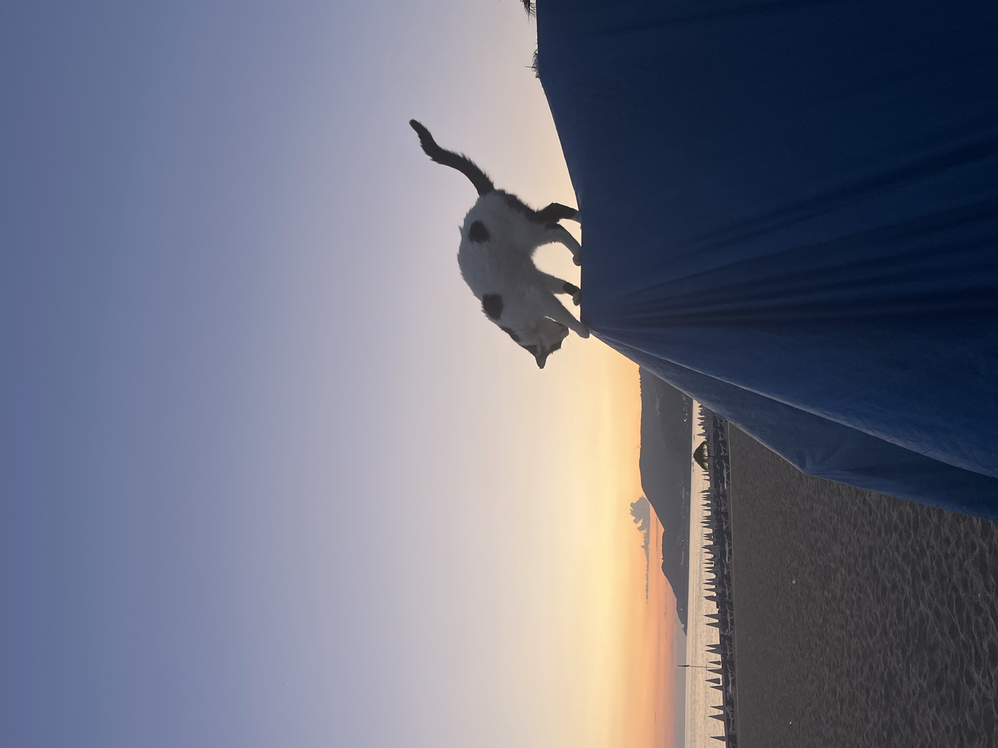 The image shows a beach in Alanya, Turkey at sunrise. The sky is a gradient of blue to orange. A cat is jumping down from the top of a blue beach umbrella. The beach is lined with beach umbrellas and chairs. A mountain is visible in the background.