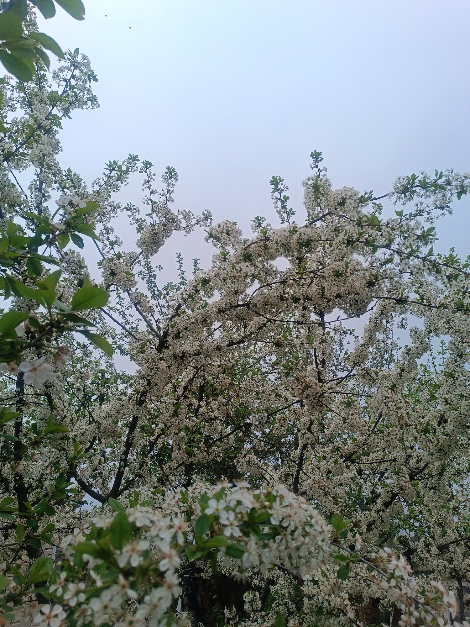 The image shows a tree heavily laden with white blossoms. Green leaves are also visible amongst the flowers. The background is a light, overcast sky. Based on the instructions mentioning Motyakovo, Russia, the location is inferred to be in or near this city.