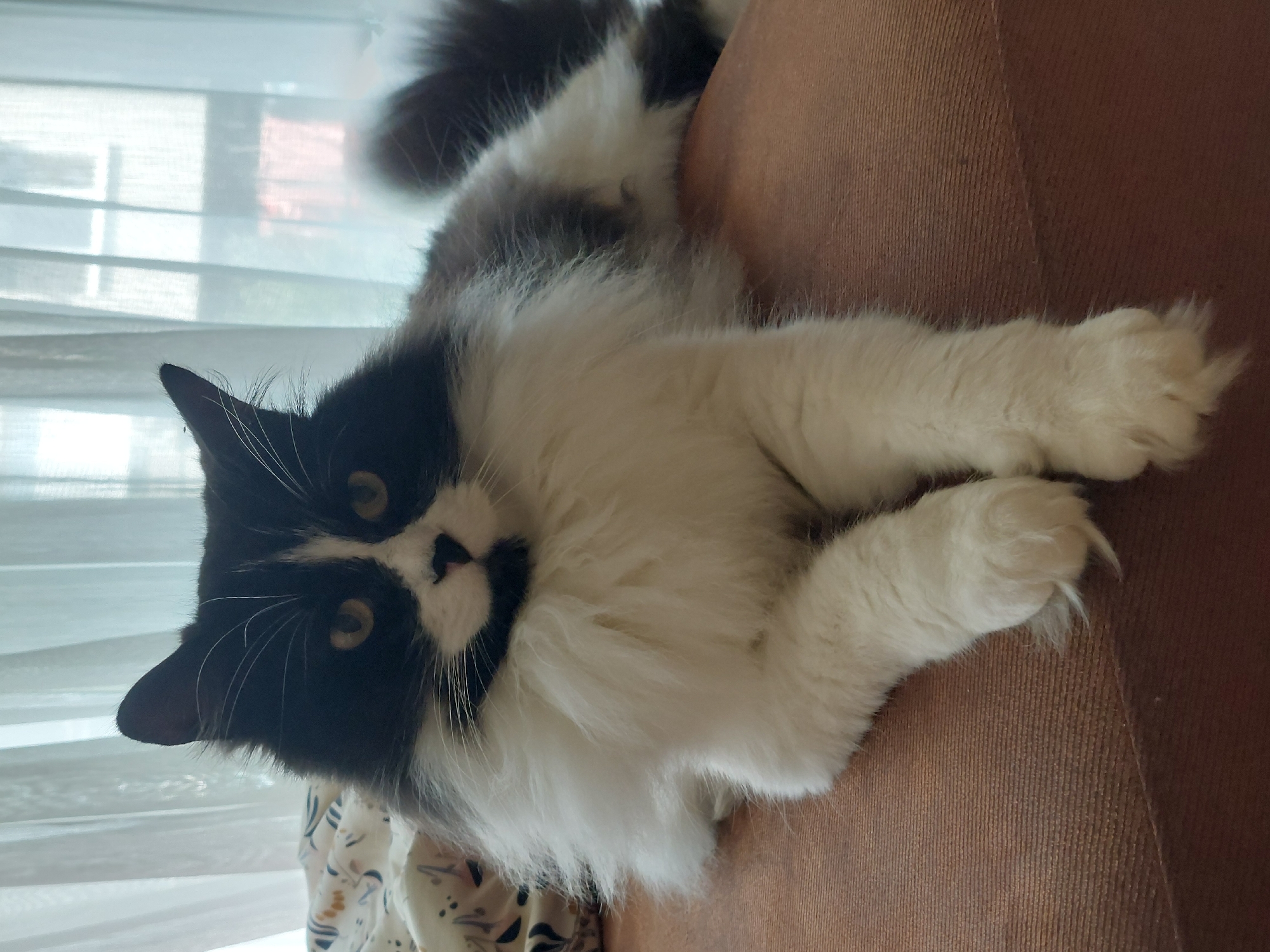 A black and white cat with long fur is lying on its side on a brown sofa. The cat is looking directly at the camera with its eyes wide open. The cat has black markings on its face, including around its eyes, and a black tail. Its fur is fluffy and white, with some grey markings on its back. In the background, there are sheer white curtains and a window with horizontal blinds, suggesting an indoor setting during the day. The overall mood is relaxed and peaceful. The image was taken in Plovdiv, Bulgaria.