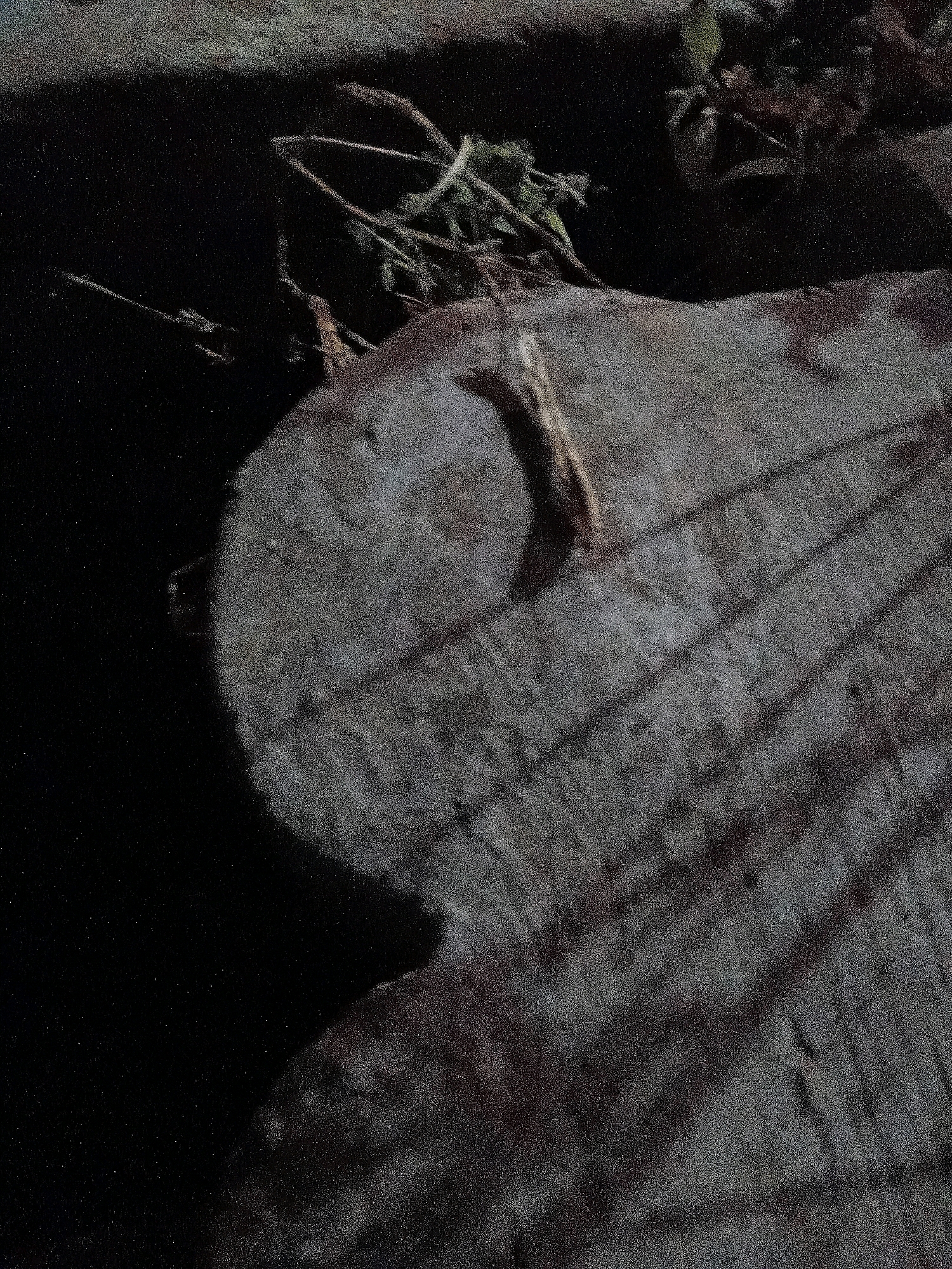 The image shows a close-up view of a rough, textured surface, possibly a rock or a piece of wood, with dark shadows cast across it. Some dry vegetation or straw is visible in the upper right corner, partially obscured by shadow. The overall lighting is dim, with much of the image in darkness, creating a somewhat mysterious and textured appearance. The scene appears to be outdoors.
