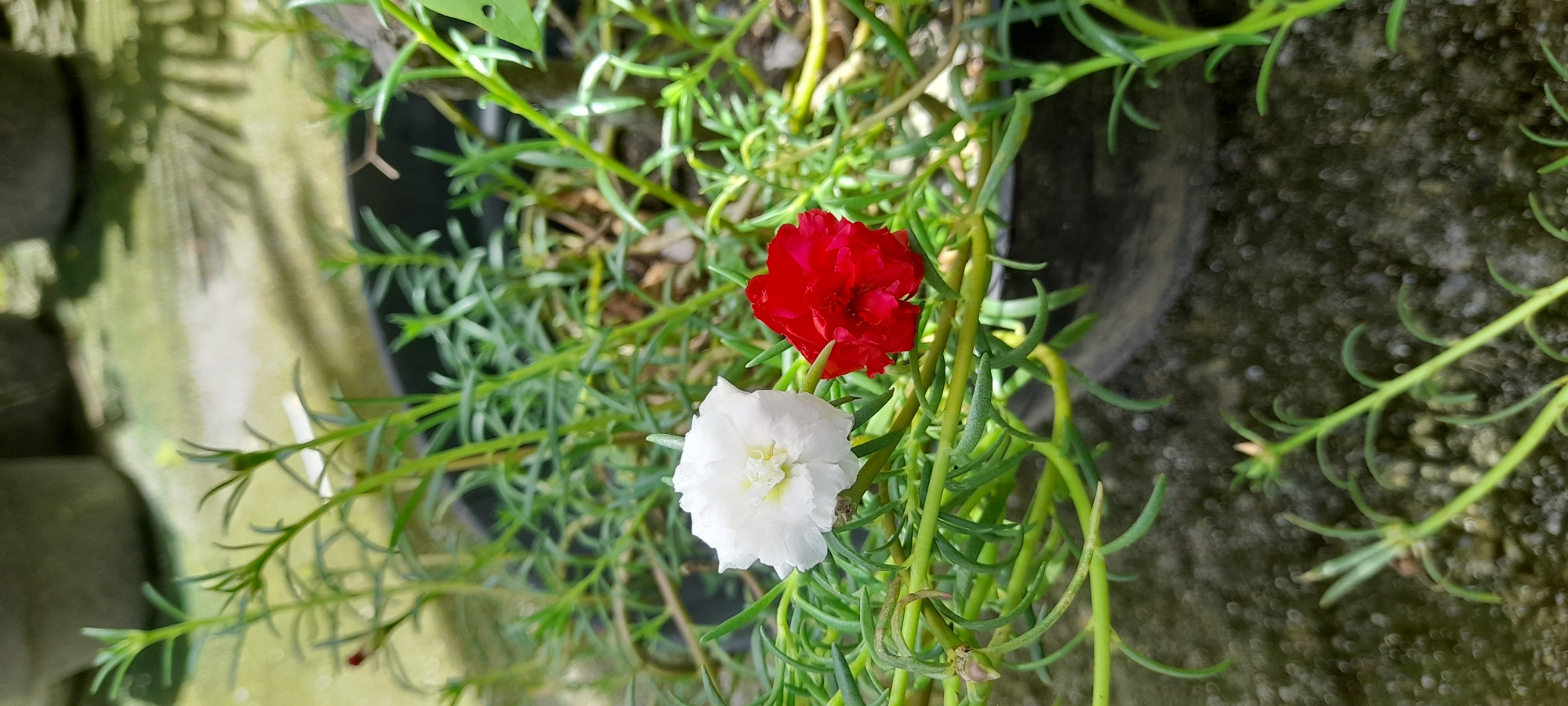 A red flower and a white flower are in a black pot surrounded by small green leaves. The pot is on a gray surface. The setting appears to be outdoors. Location: Buketteukuh, Indonesia.