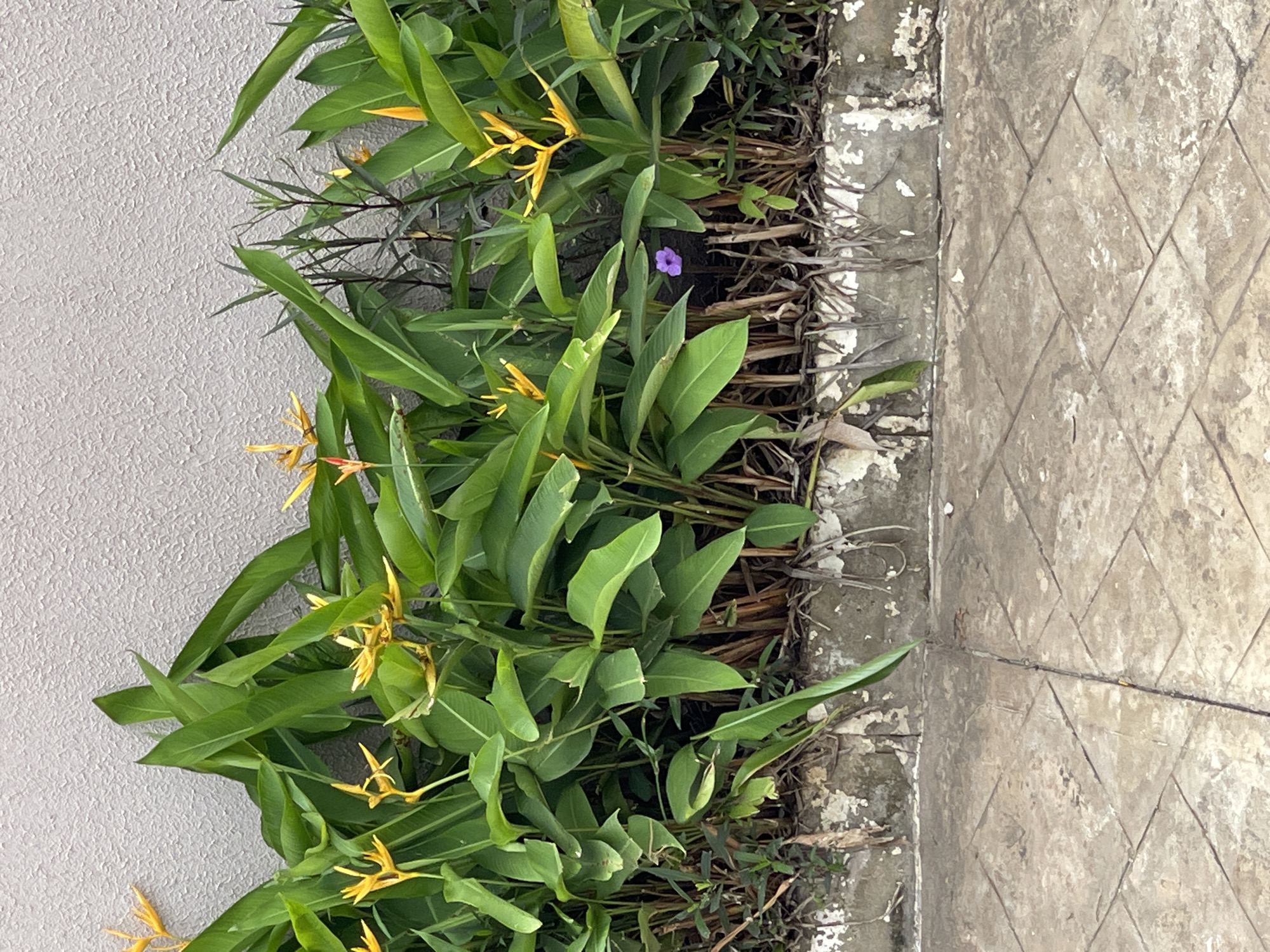 The image shows a section of plants with vibrant green leaves and yellow flowers, possibly Heliconia, growing against a textured light gray wall. A single small purple flower is visible nestled among the green foliage. The plants are situated along a weathered concrete border, which separates them from a tiled pathway in the foreground. The pathway is made of square tiles laid in a diamond pattern, showing signs of wear and some discoloration. The scene appears to be an outdoor setting, potentially a garden or public space in the city of Madina, Ghana. There are no people visible in the image.