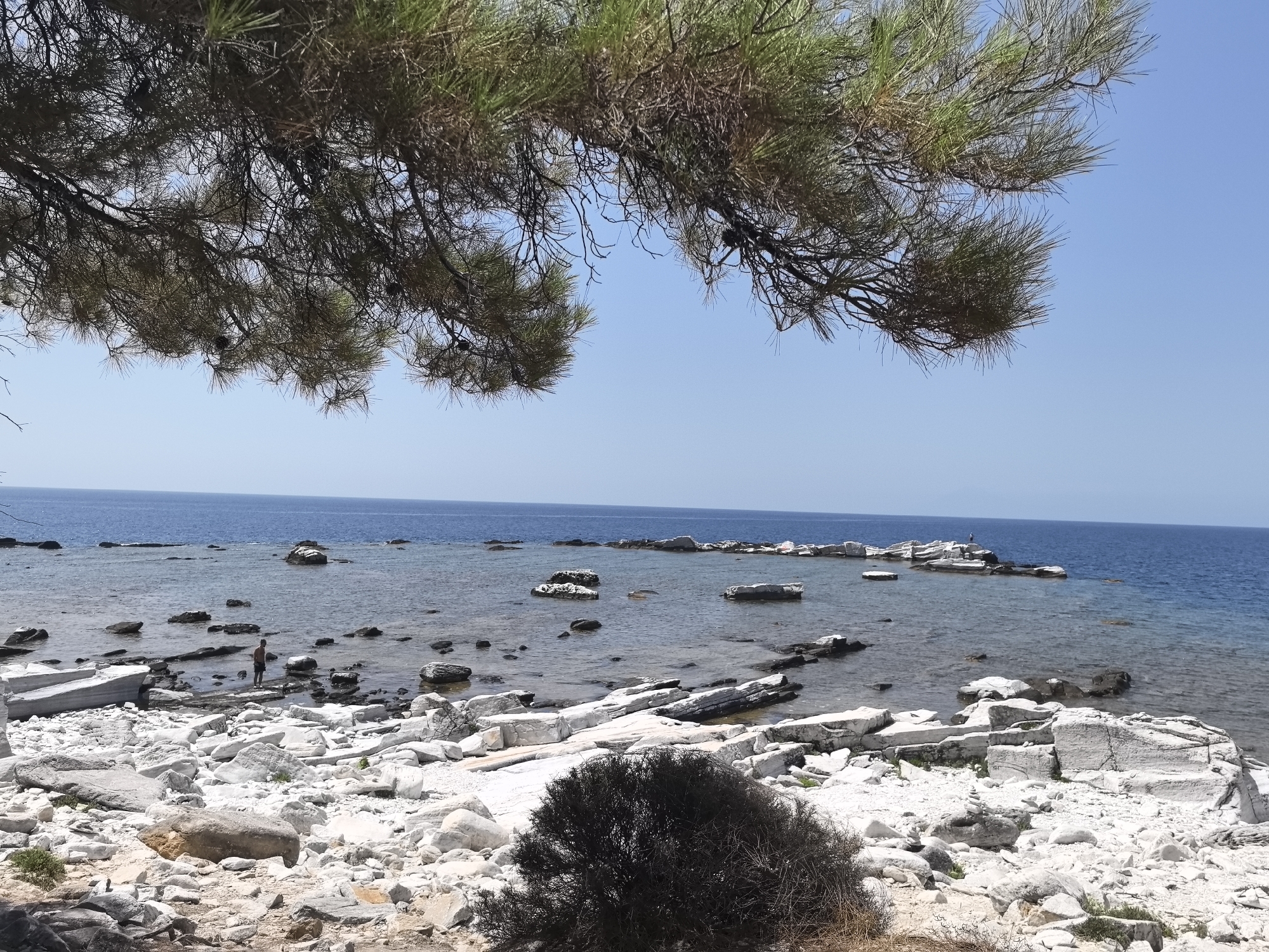 A wide shot captures a rocky, coastal landscape under a clear blue sky. In the foreground, a dark, bushy shrub sits on a bed of white rocks and some dry, brown vegetation. Behind this, the foreground transitions to a densely packed area of white rocks, some of which are large and appear fractured. A single person, a male, stands partially submerged in the shallow, clear water, facing away from the camera. Scattered throughout the water are numerous dark rocks of various sizes. In the background, the calm, deep blue sea stretches to the horizon, meeting the sky. Overhanging the scene from the top left is a thick branch of a pine tree, its needles casting a slight shadow. The scene appears to be a natural, undeveloped area of Greece.