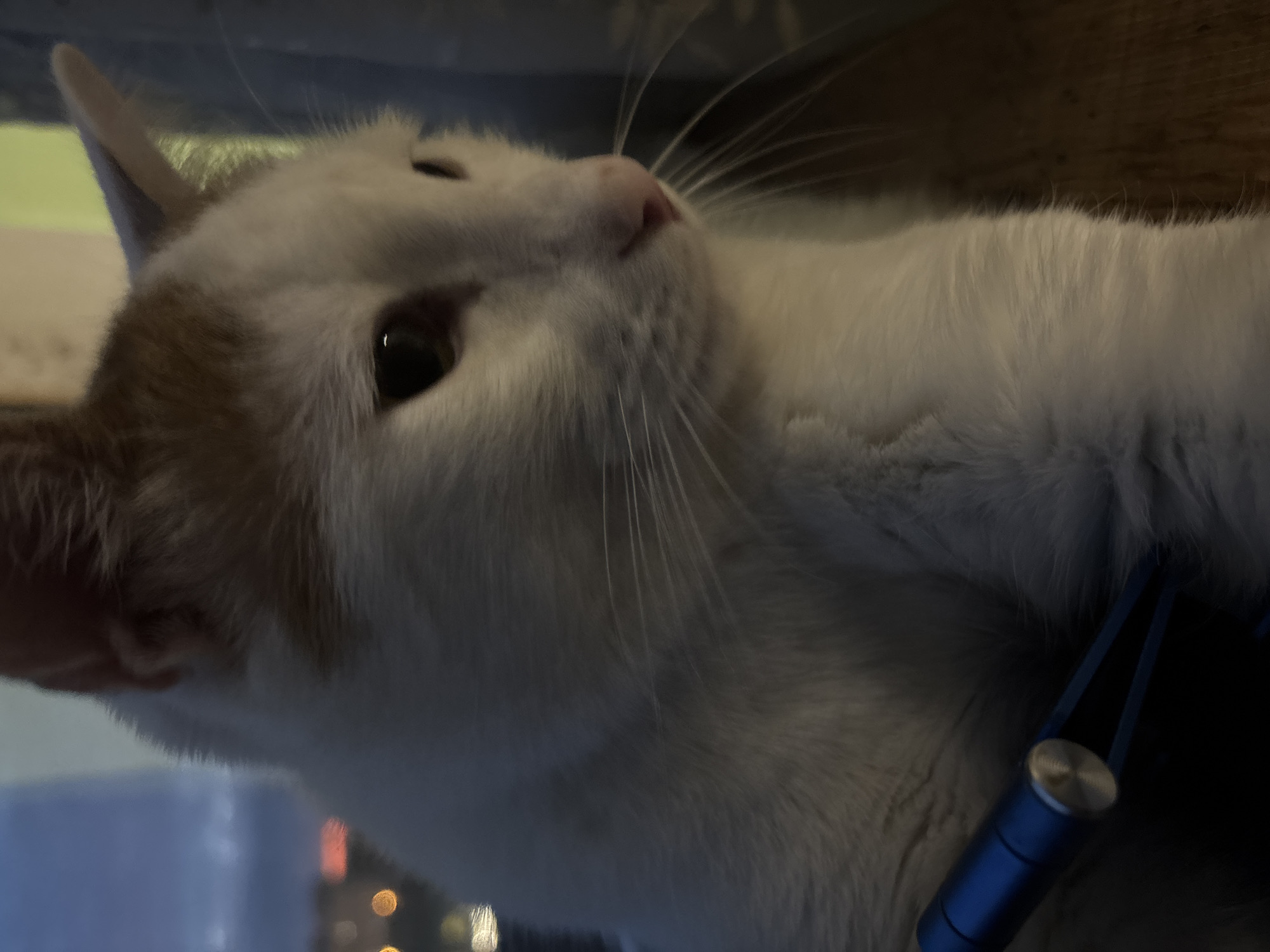 An indoor, medium shot captures a close-up of a white cat with orange markings on its head, looking out a window. The cat's body is mostly visible, positioned at an angle towards the right side of the frame. Its fur is soft and appears well-groomed. In the lower left corner, a portion of a blue object with metallic accents is visible, possibly a toy or an accessory. The background is dimly lit, suggesting it might be dusk or nighttime, with blurry lights of a city visible through the window. The overall atmosphere is calm and contemplative.