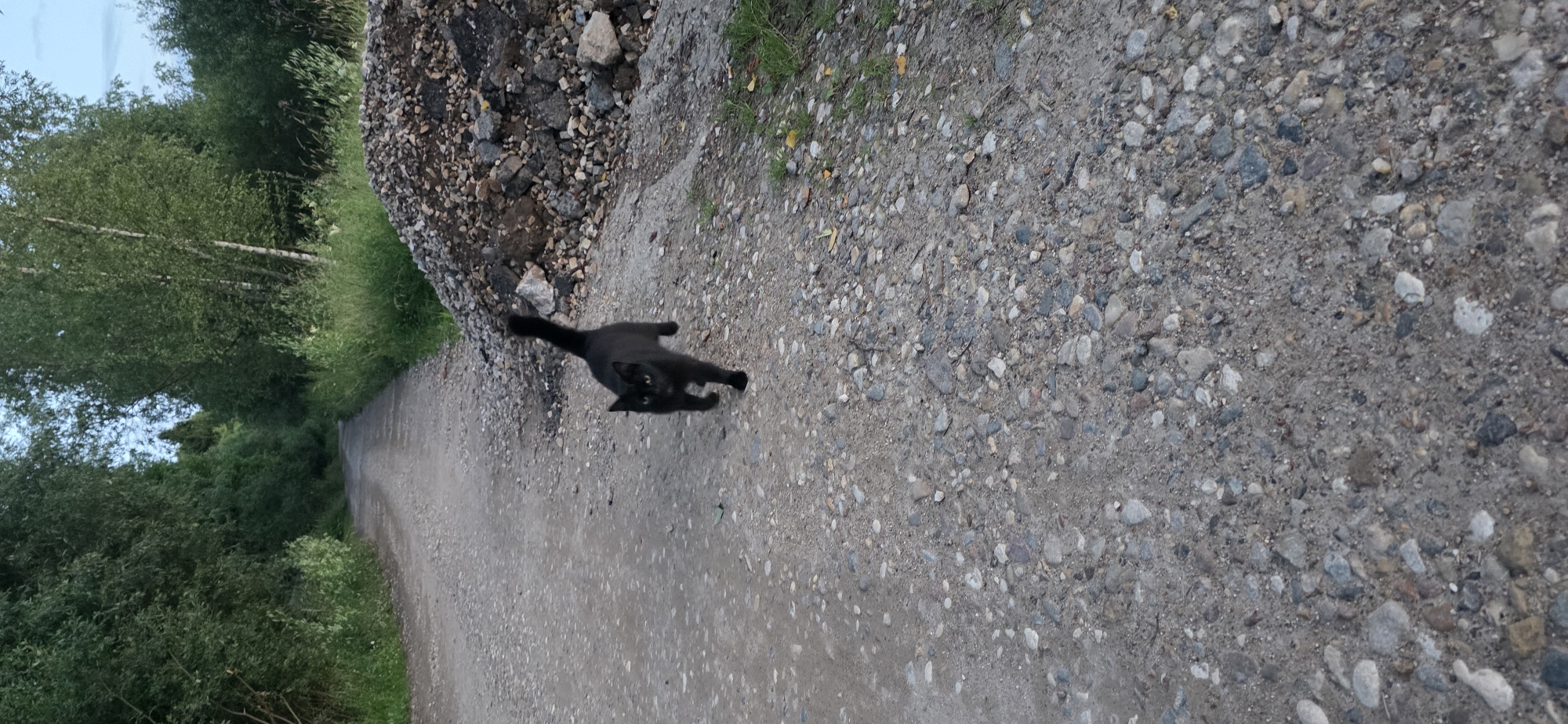 A black cat is walking on a gravel path in a rural area. The path is lined with trees and tall grass. To the right of the path is a large pile of gravel and rocks. The sky is overcast. The image appears to have been taken in the city of Elektrotekhnik SNT, Russia, based on the filename.