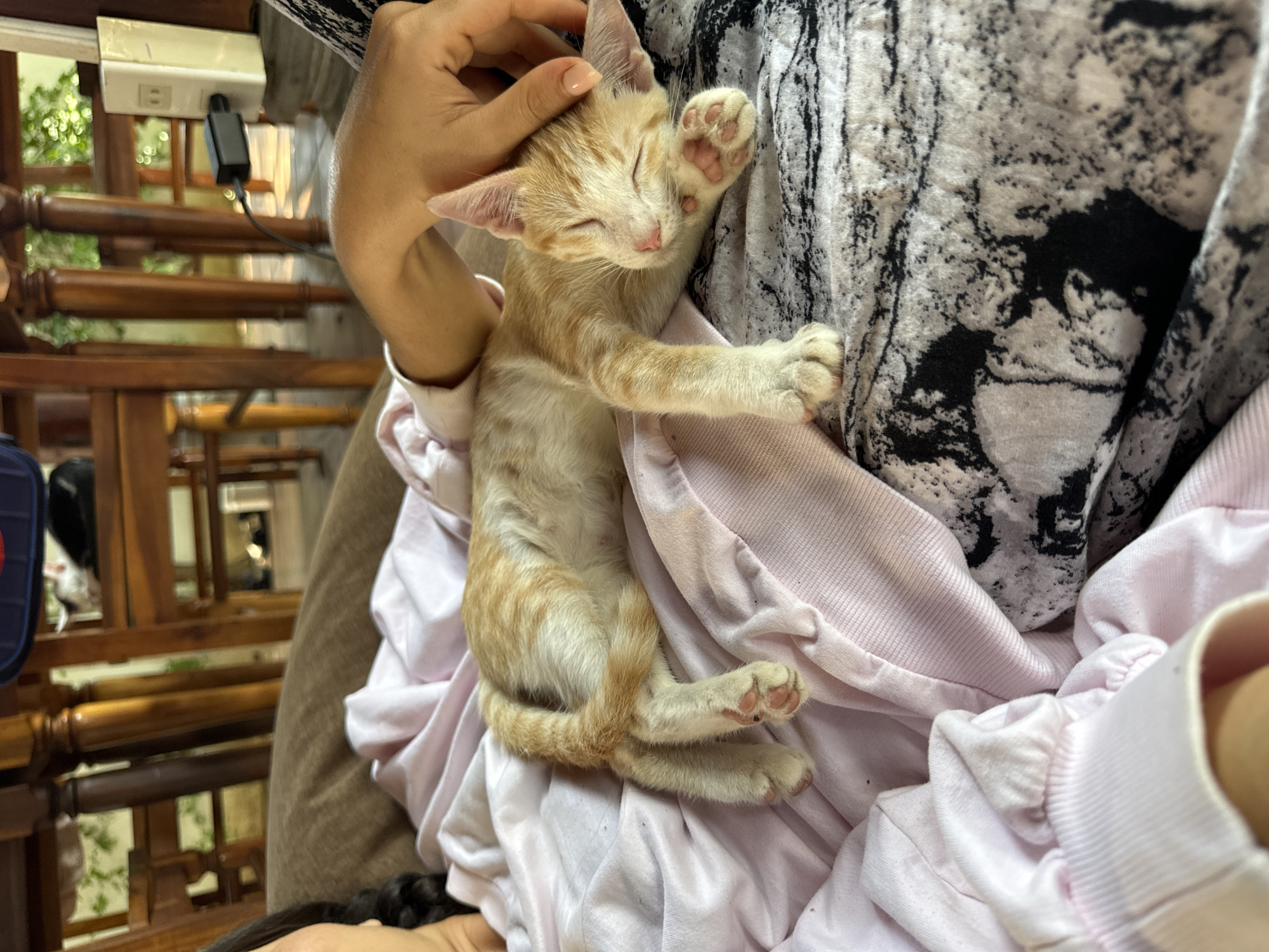 A ginger and white kitten sleeps on a pink blanket next to a person's hand stroking its head. The kitten is lying on its side with its eyes closed and its paws tucked in. The person's hand is resting on the kitten's head. In the background, there are wooden chairs and tables, suggesting an outdoor dining area or cafe. The scene is brightly lit, indicating it's daytime. The presence of wooden furniture and the tropical foliage visible in the background suggest a location in Mũi Né, Vietnam, likely a guesthouse or restaurant.