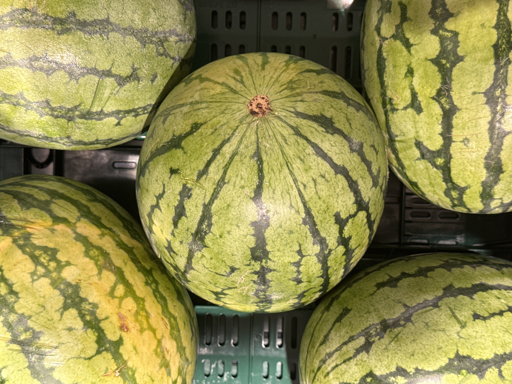 A close-up, overhead shot displays a collection of watermelons in green plastic crates. The watermelons are large and round with prominent green stripes and lighter green or yellow patches. The textures of the watermelons' rinds are visible, with some showing a slightly rough or textured surface, and a few exhibiting small scuffs or marks. The lighting is bright, highlighting the watermelons and creating some reflections on their surfaces. The scene appears to be an indoor market or grocery store in Vilvoorde, Belgium.