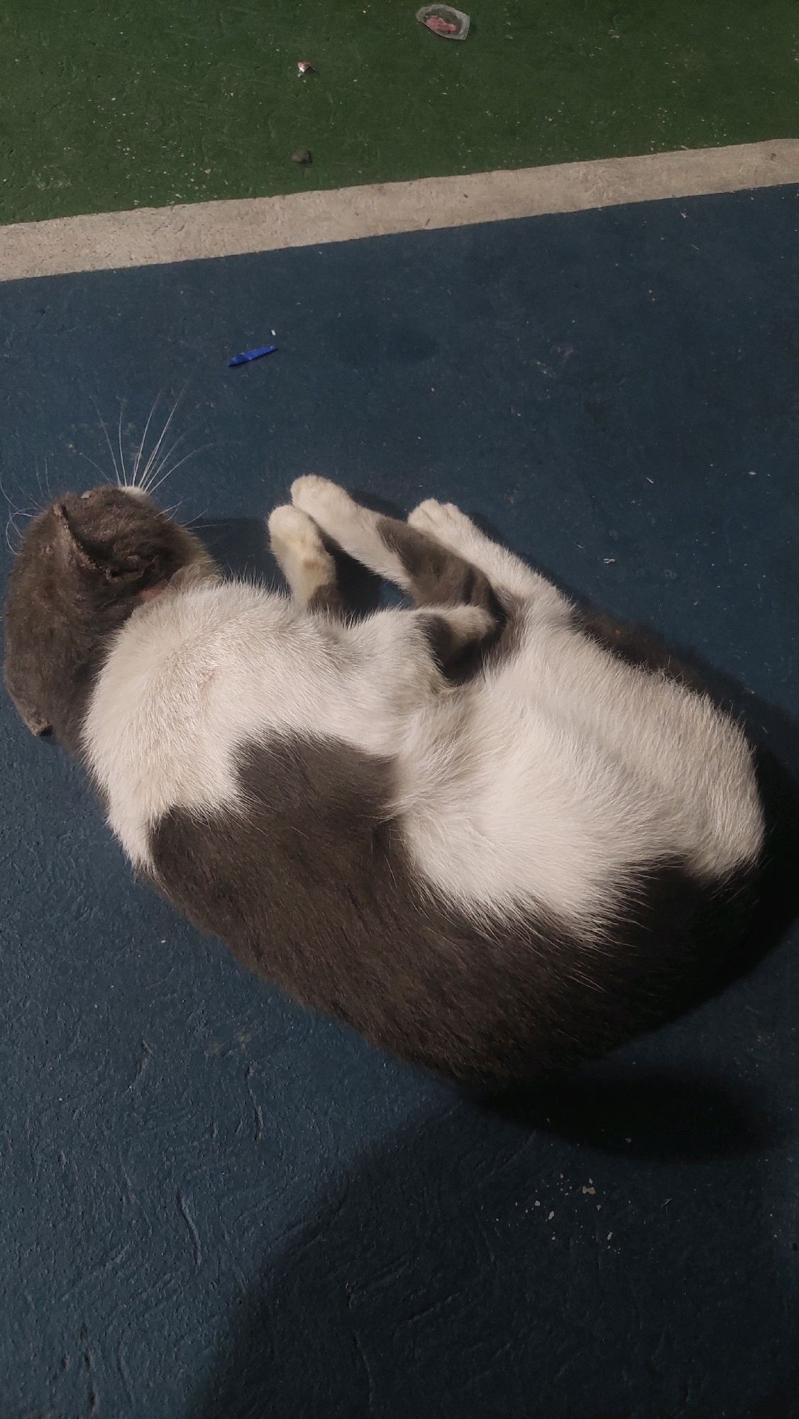 A gray and white cat is sleeping on a blue surface, curled up with its paws tucked in. The cat's head is tilted back, and its eyes are closed. A light-colored stripe runs down the cat's back. In the background, a green surface is visible, separated from the blue surface by a light-colored line. Scattered on the green surface are small pieces of debris, including what appears to be a small, translucent wrapper with red contents. A small blue object is also visible on the blue surface, near the cat. The overall scene appears to be outdoors, possibly in an urban or park-like setting within Cibinong, Indonesia.