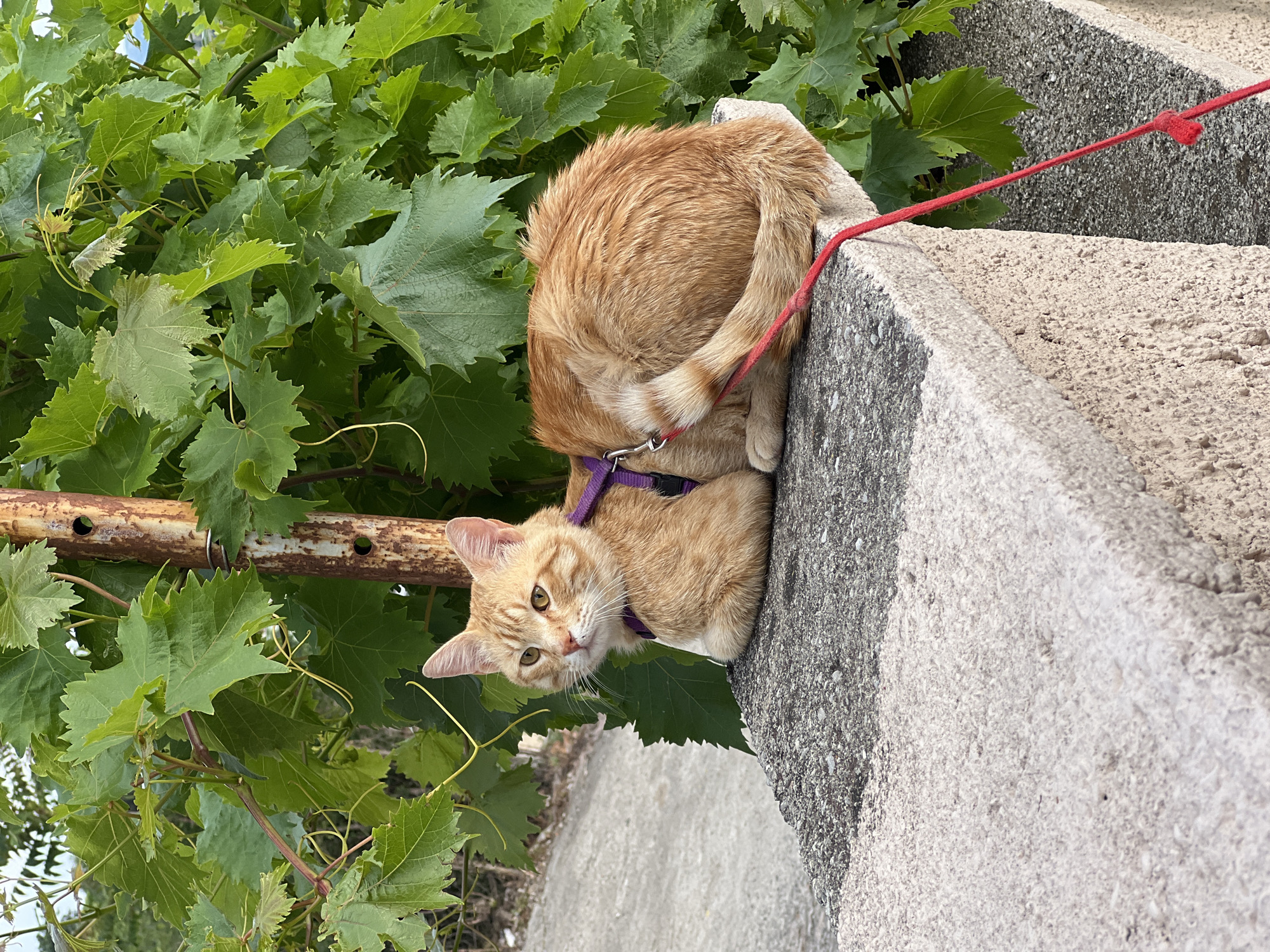 An orange tabby cat wearing a purple harness and red leash is perched on the edge of a concrete structure near lush green vegetation. The location is identified as Podgorica, Montenegro. The cat is looking towards the camera. The vegetation consists of large, palmate leaves. A rusty metal bar is visible among the leaves. The concrete structure appears to be a wall or step. The cat's tail is curled around its body. The background is blurred.